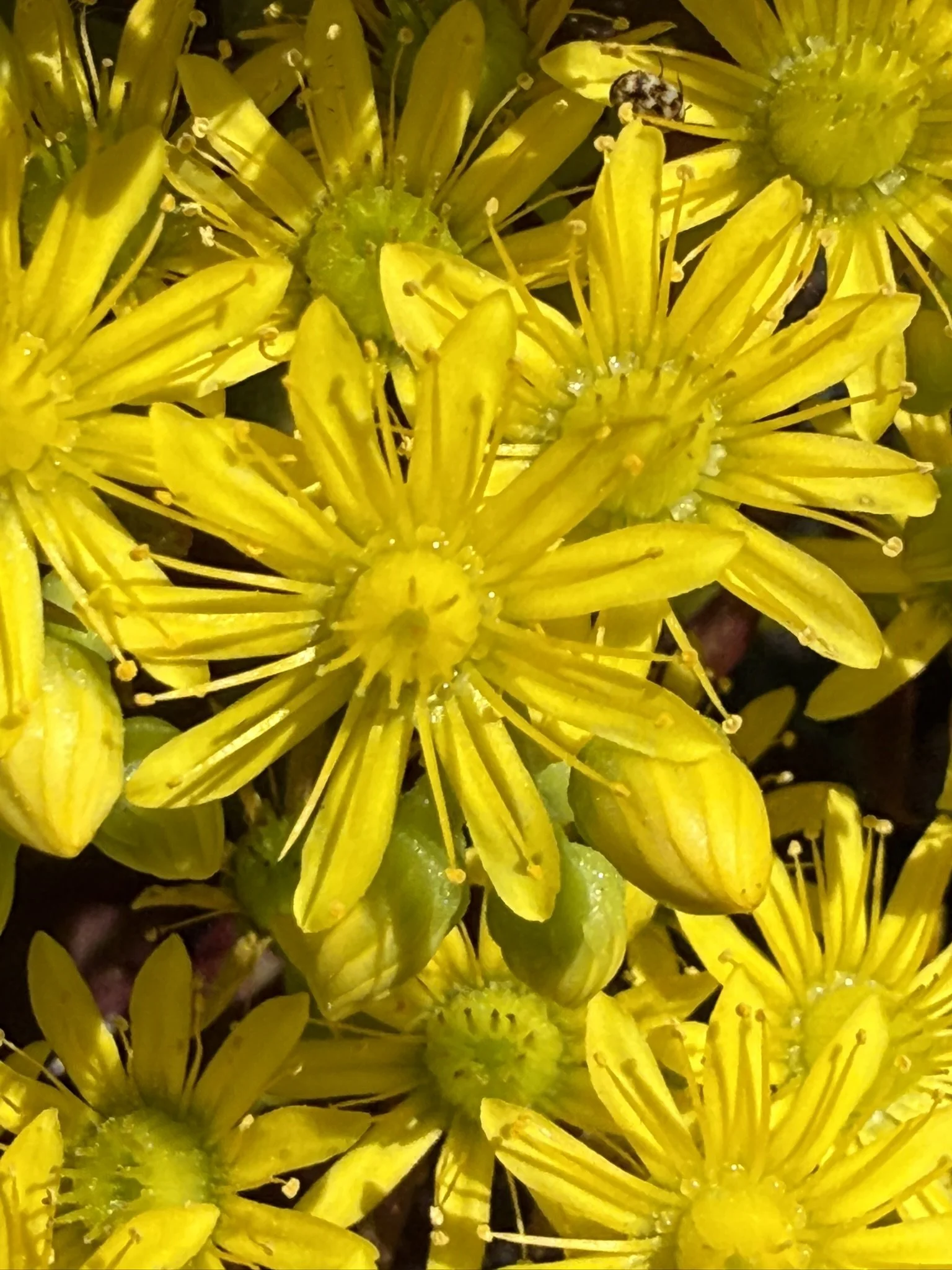 Yellow starbursts.JPEG