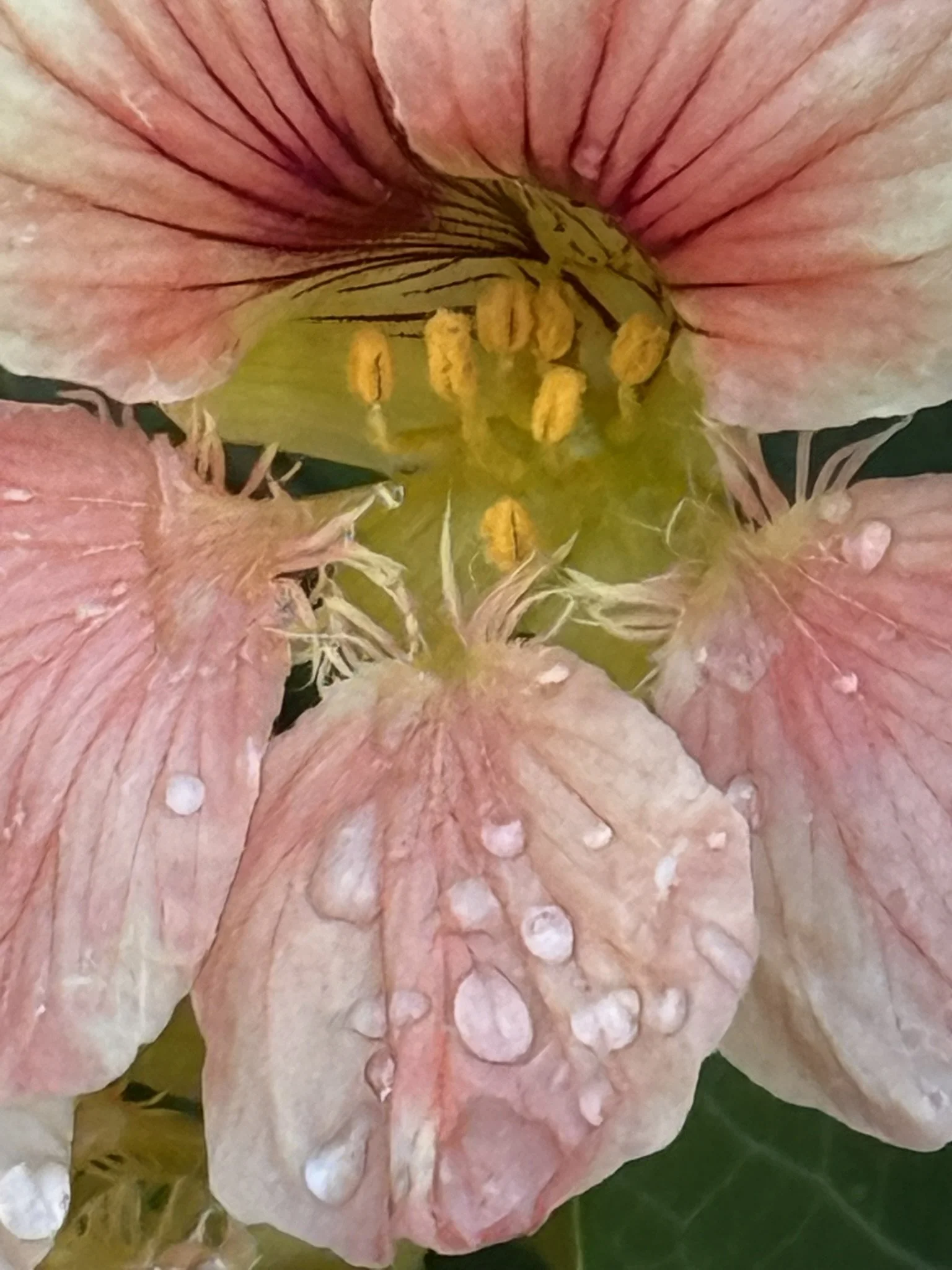 Nasturtium w water drops.JPEG