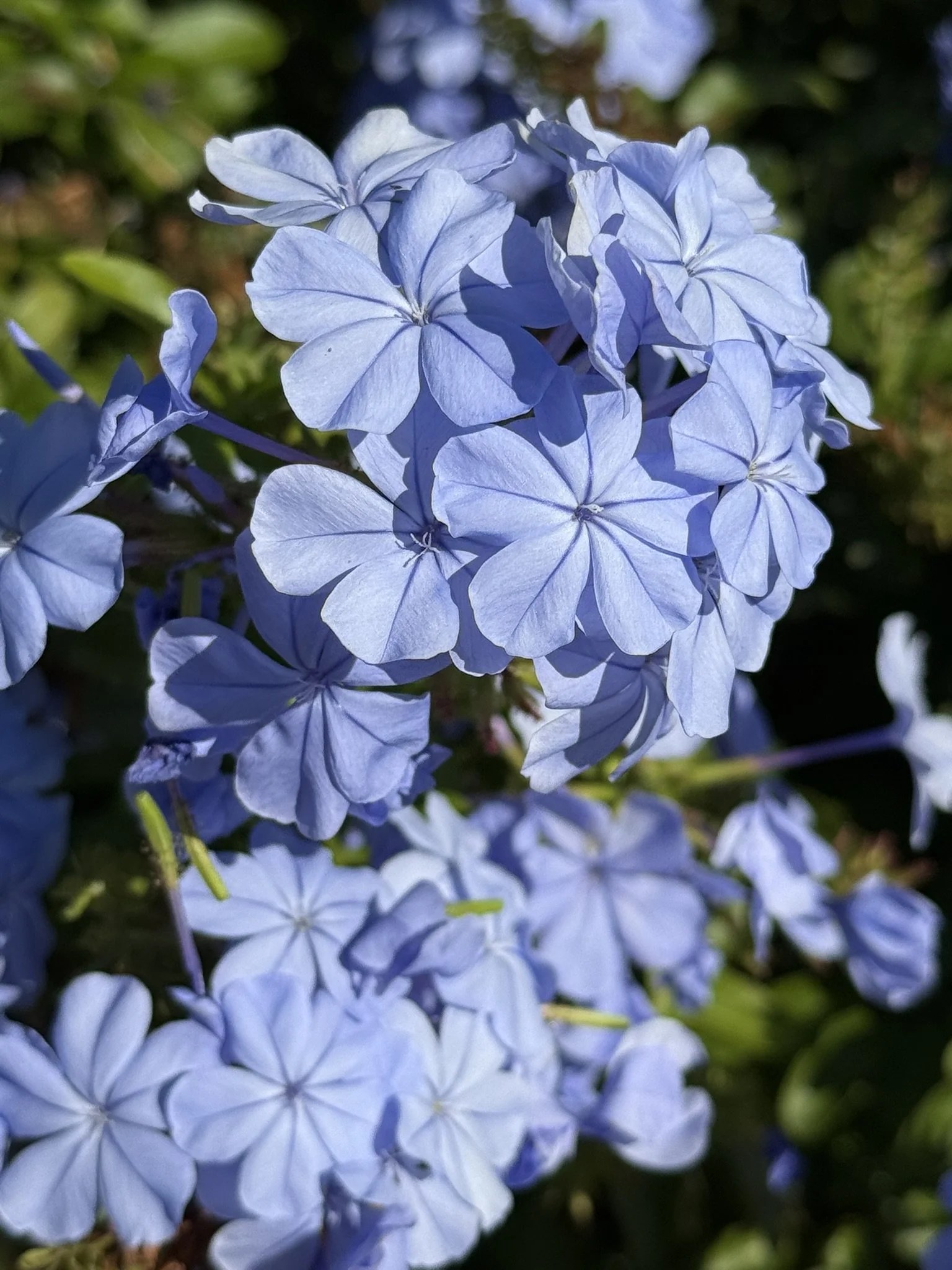 Blue stillness zoomed out.JPEG