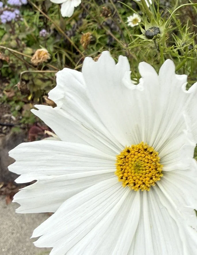 White with yellow center.JPEG