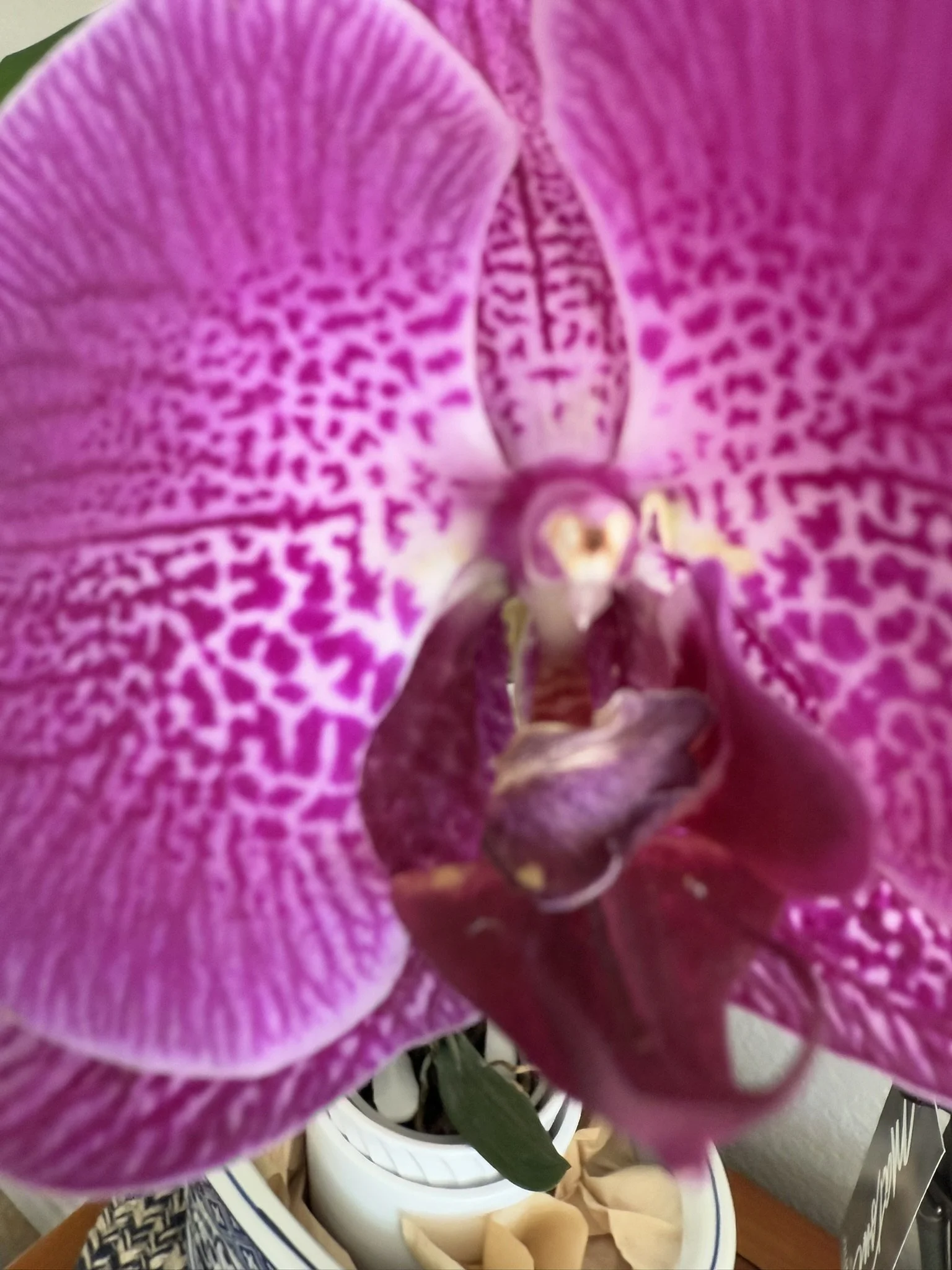 Orchid purple center.JPEG