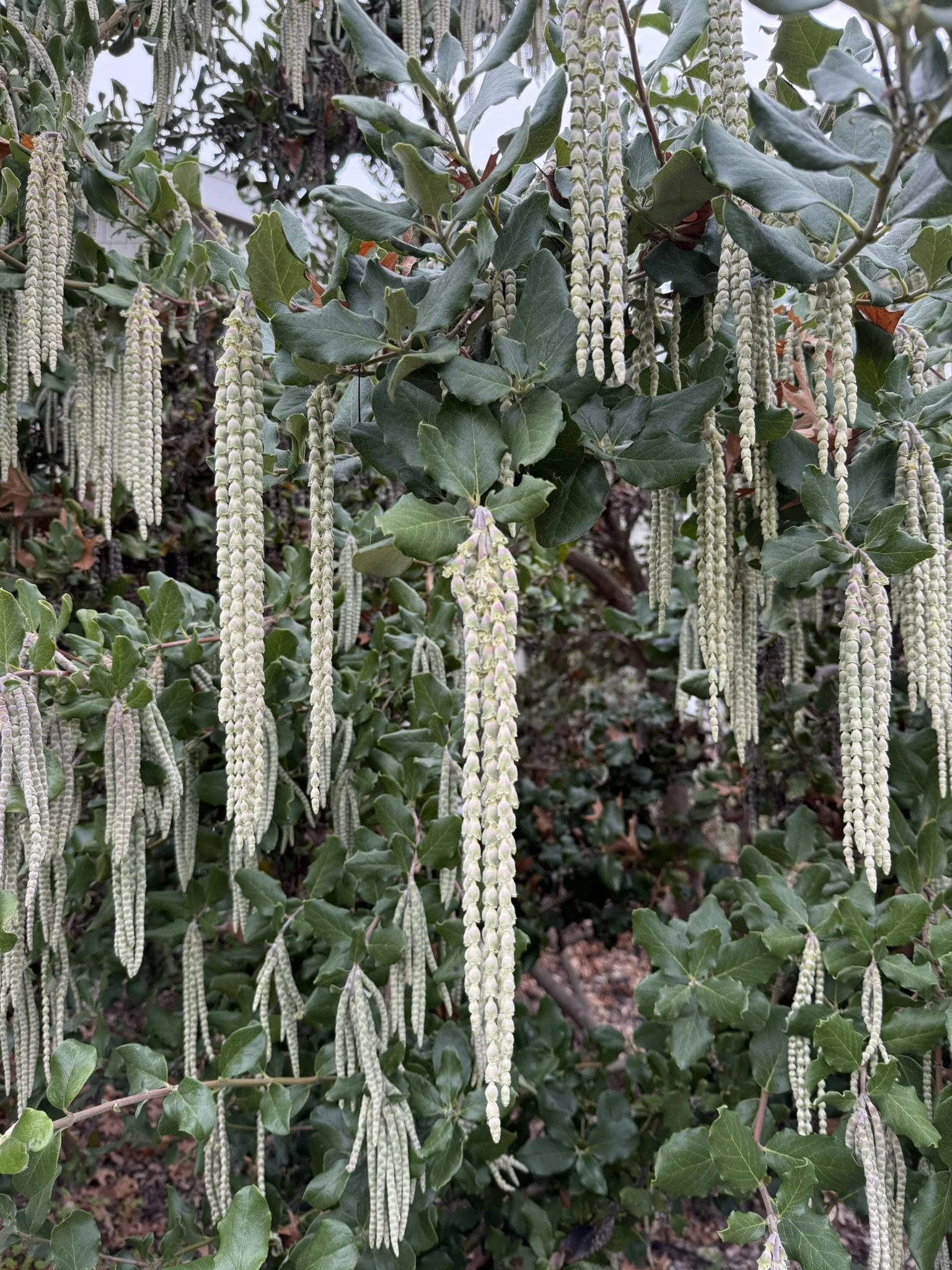 Fairy drippy tree mid range.JPEG