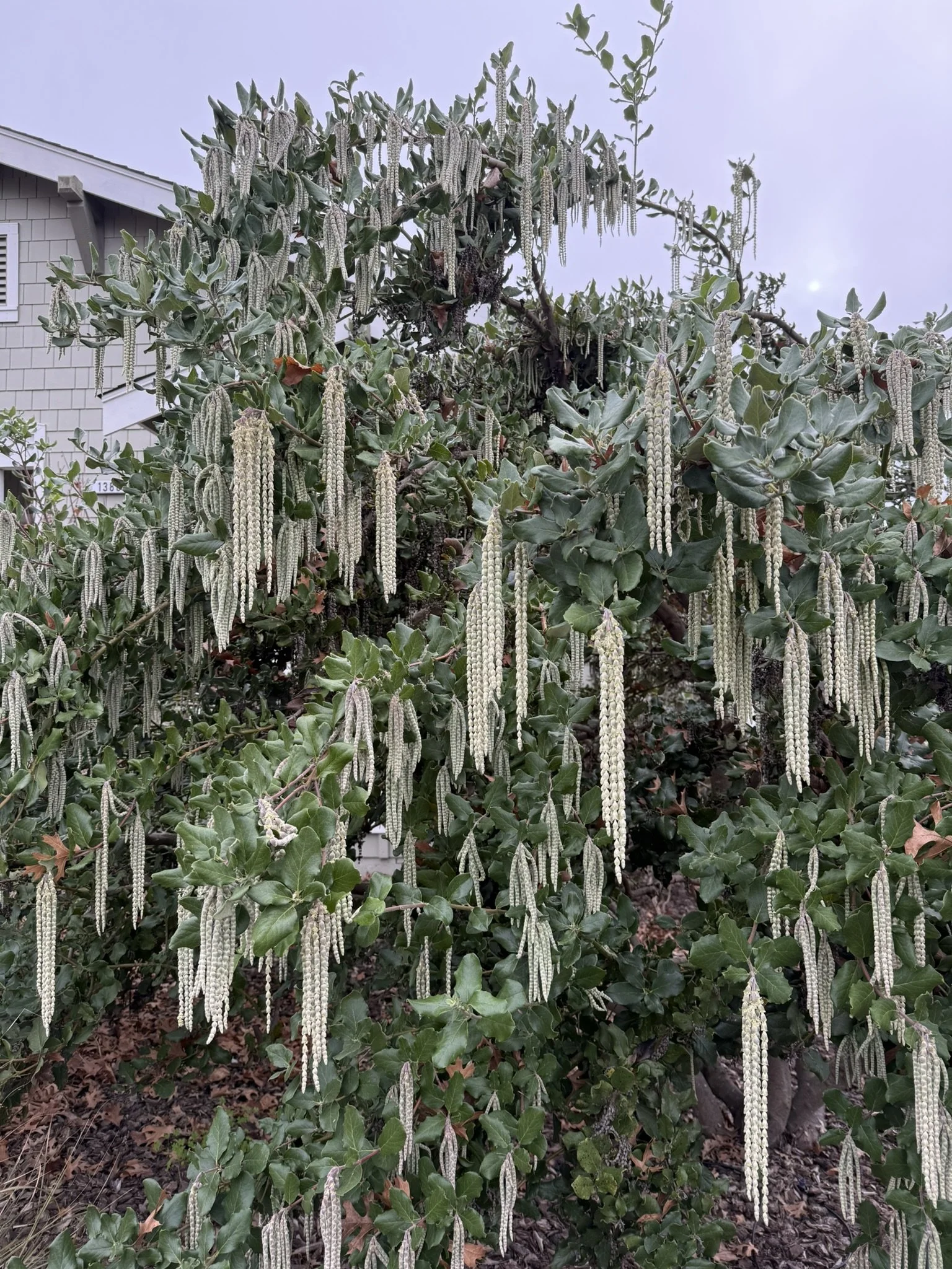 Fairy drippy tree zoomed out.JPEG