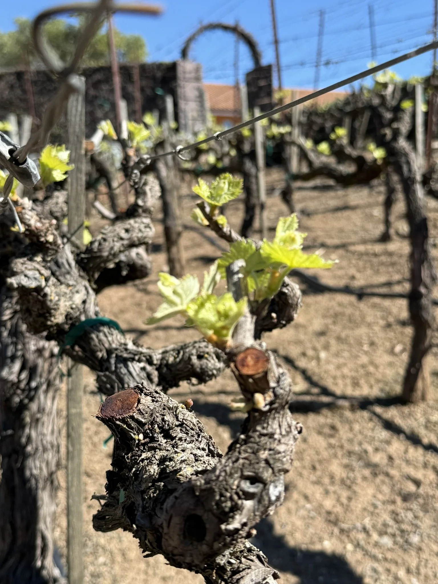 Spring vineyard new growth.JPEG