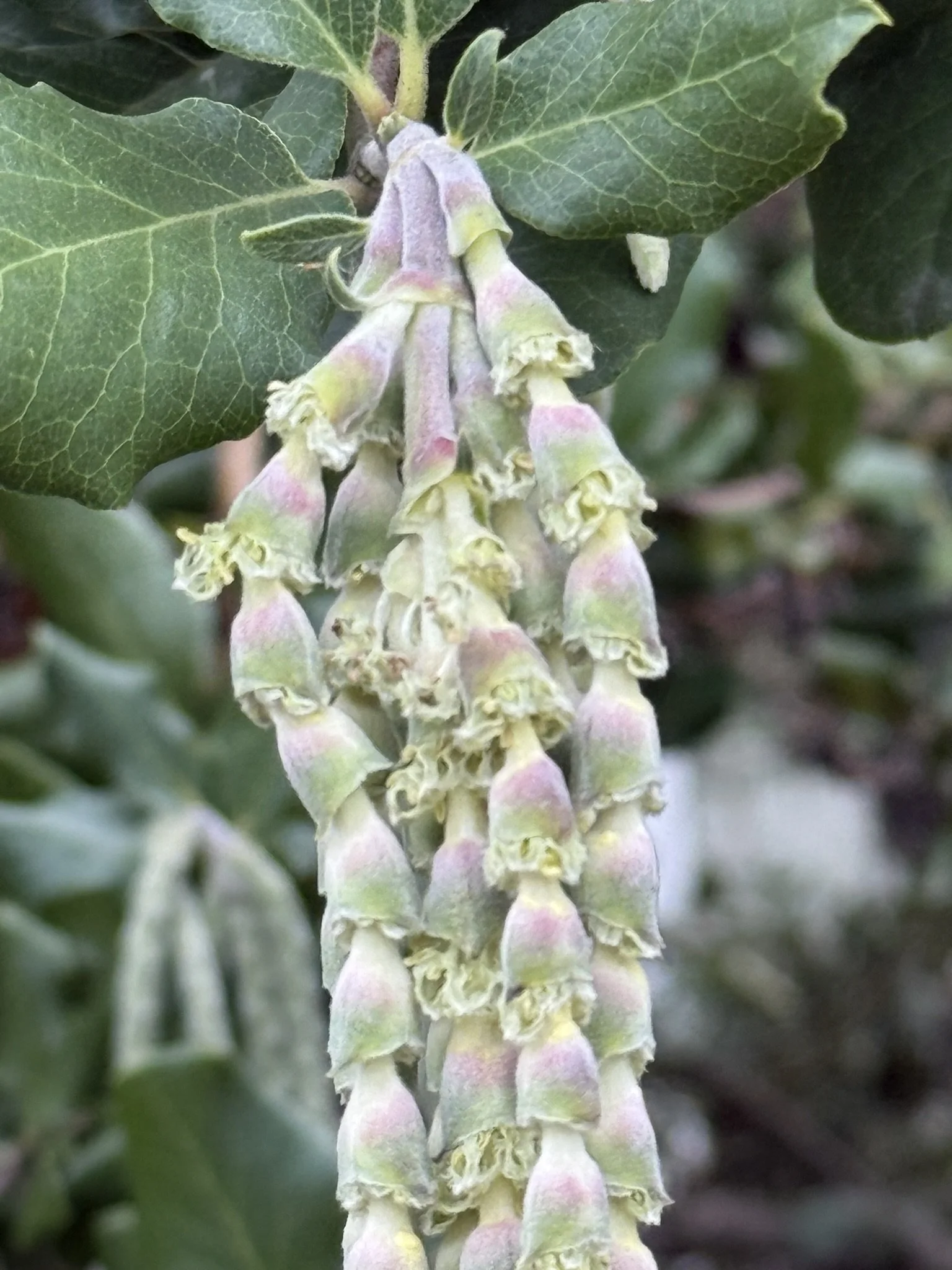 Fairy drippy up close.JPEG