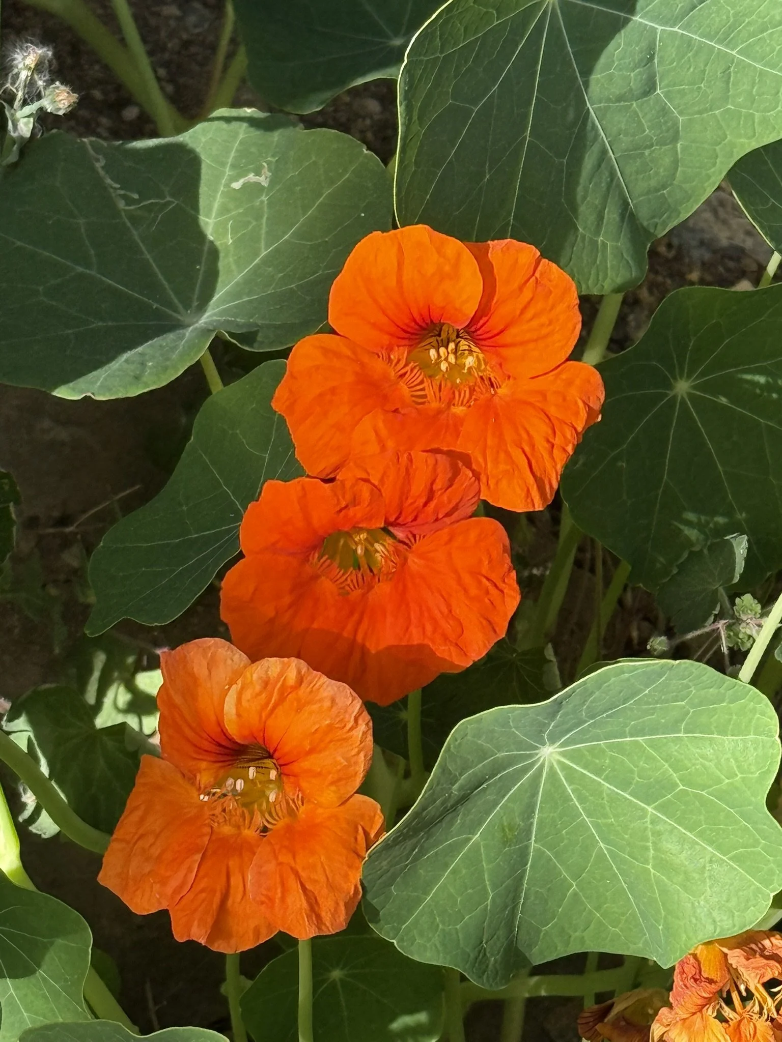 Orange nasturtium.JPEG