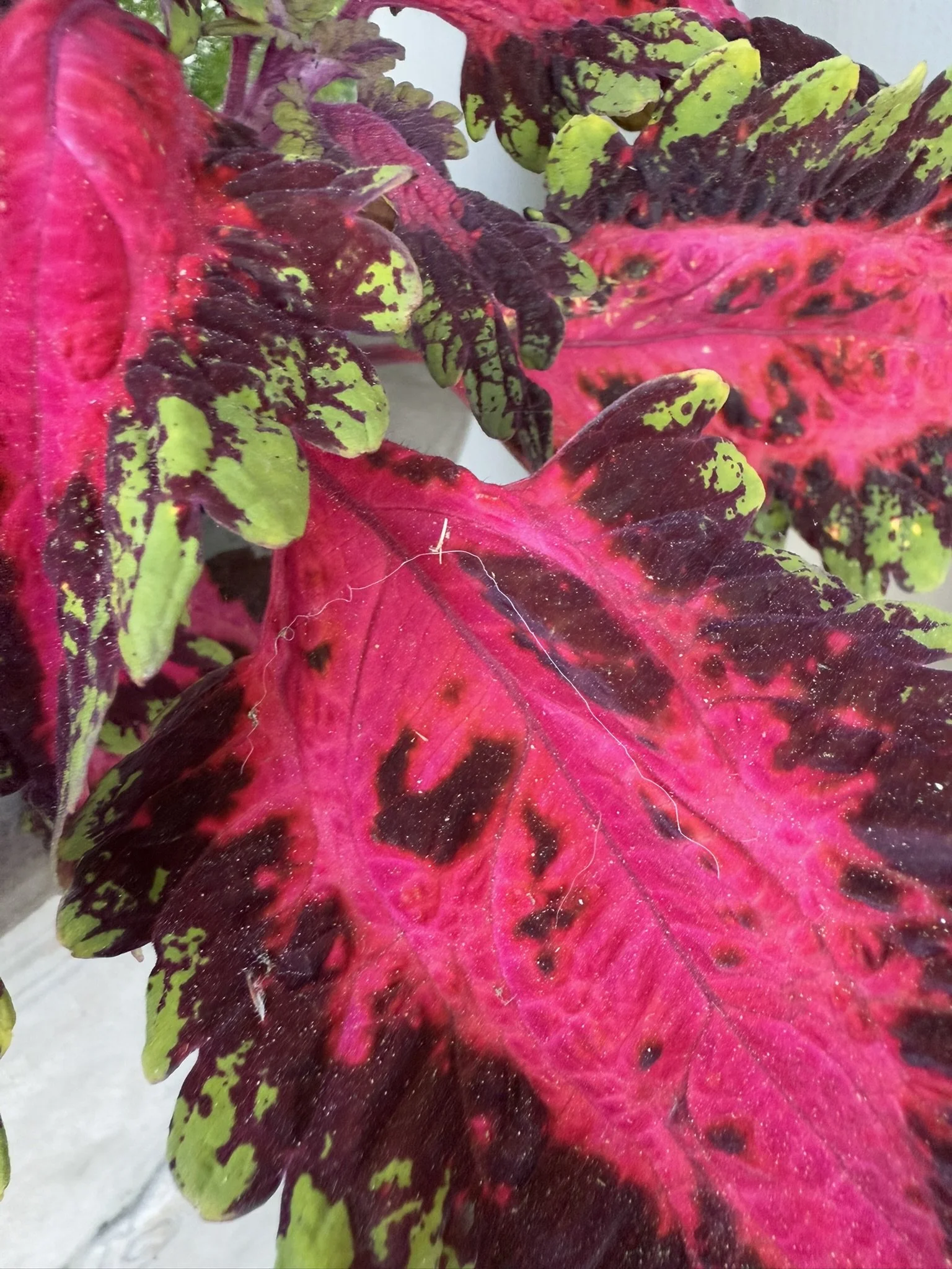 Begonia leaves pink center zoomed in.JPEG