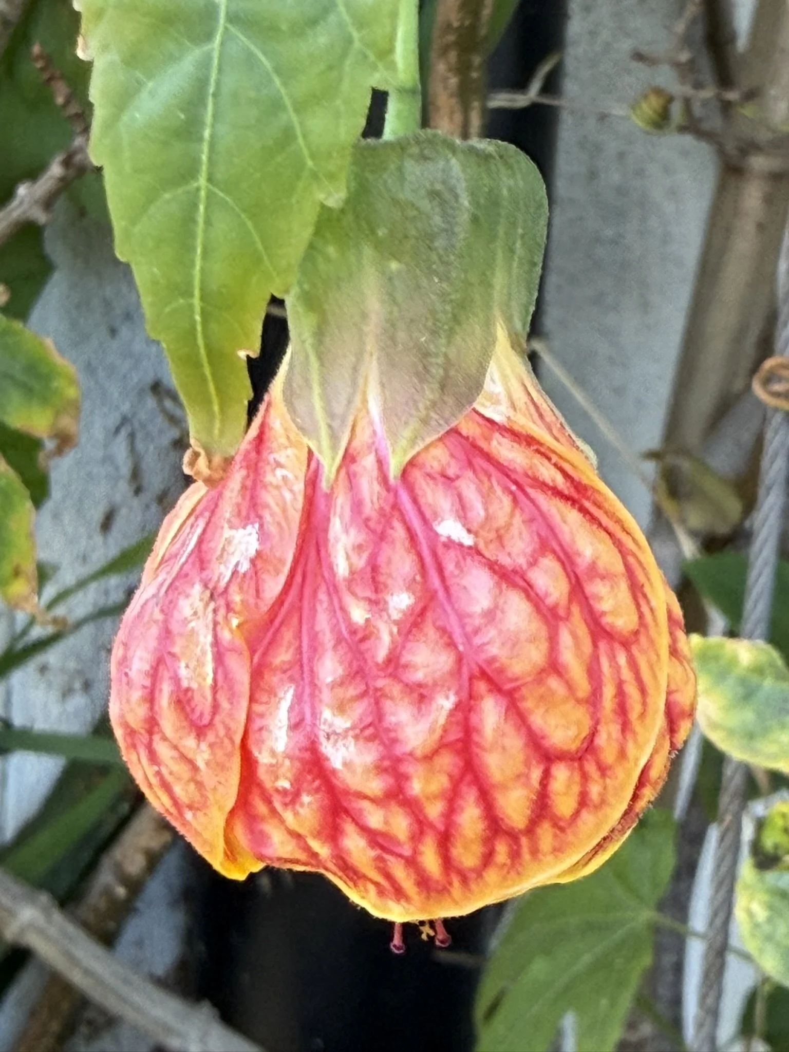 Red and yellow Redvein flowering maple.JPEG