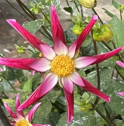 Pink curled petals.JPEG