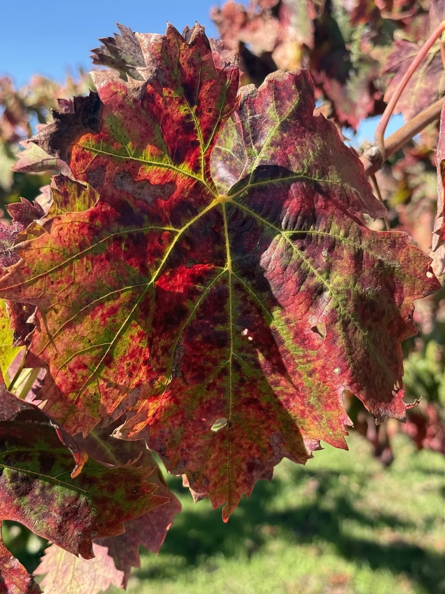 Fall colors grape leaves.JPEG