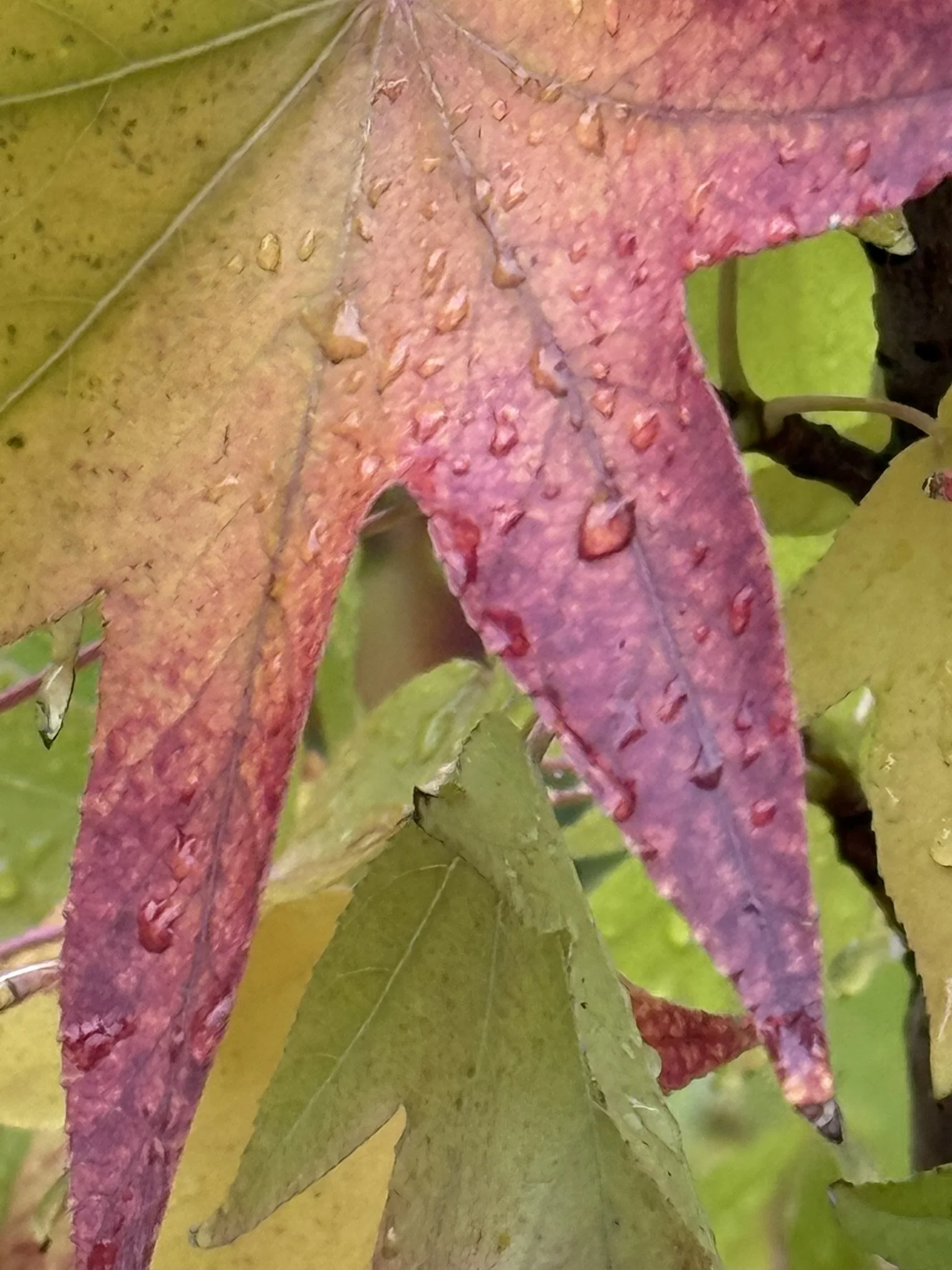 Leaves red fall colors.JPEG