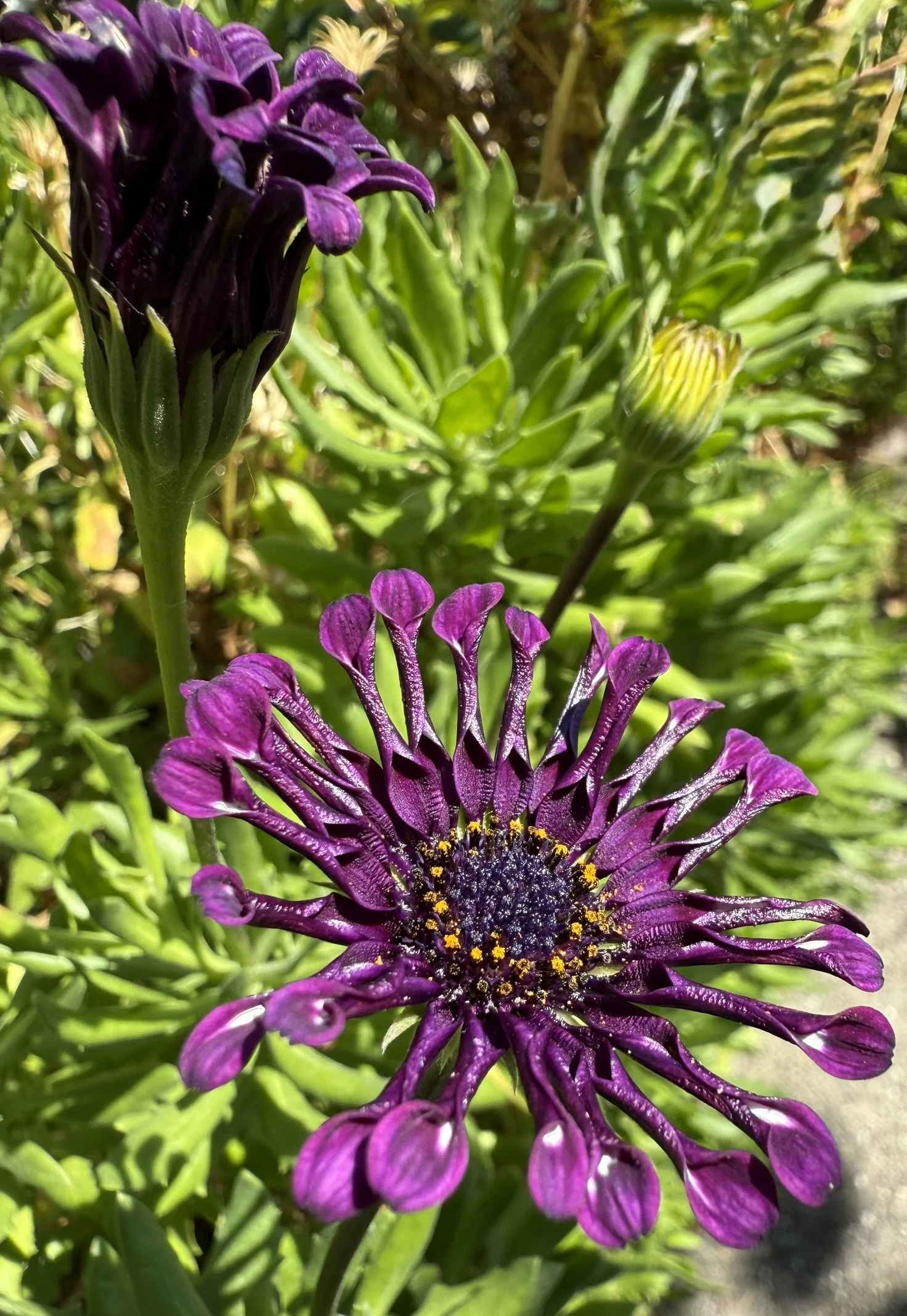 Purple curled petals.JPEG