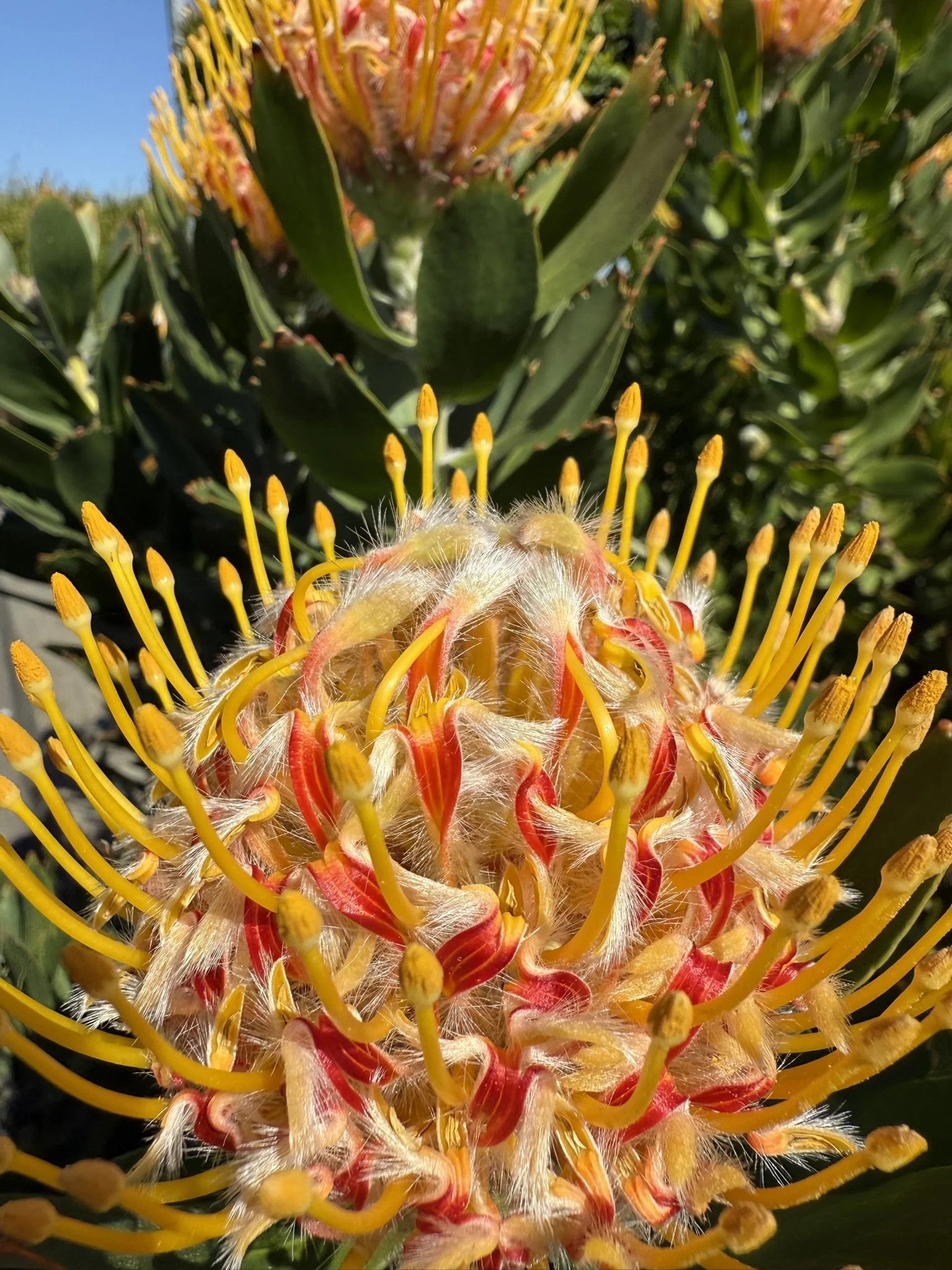 Flower yellow close up.JPEG
