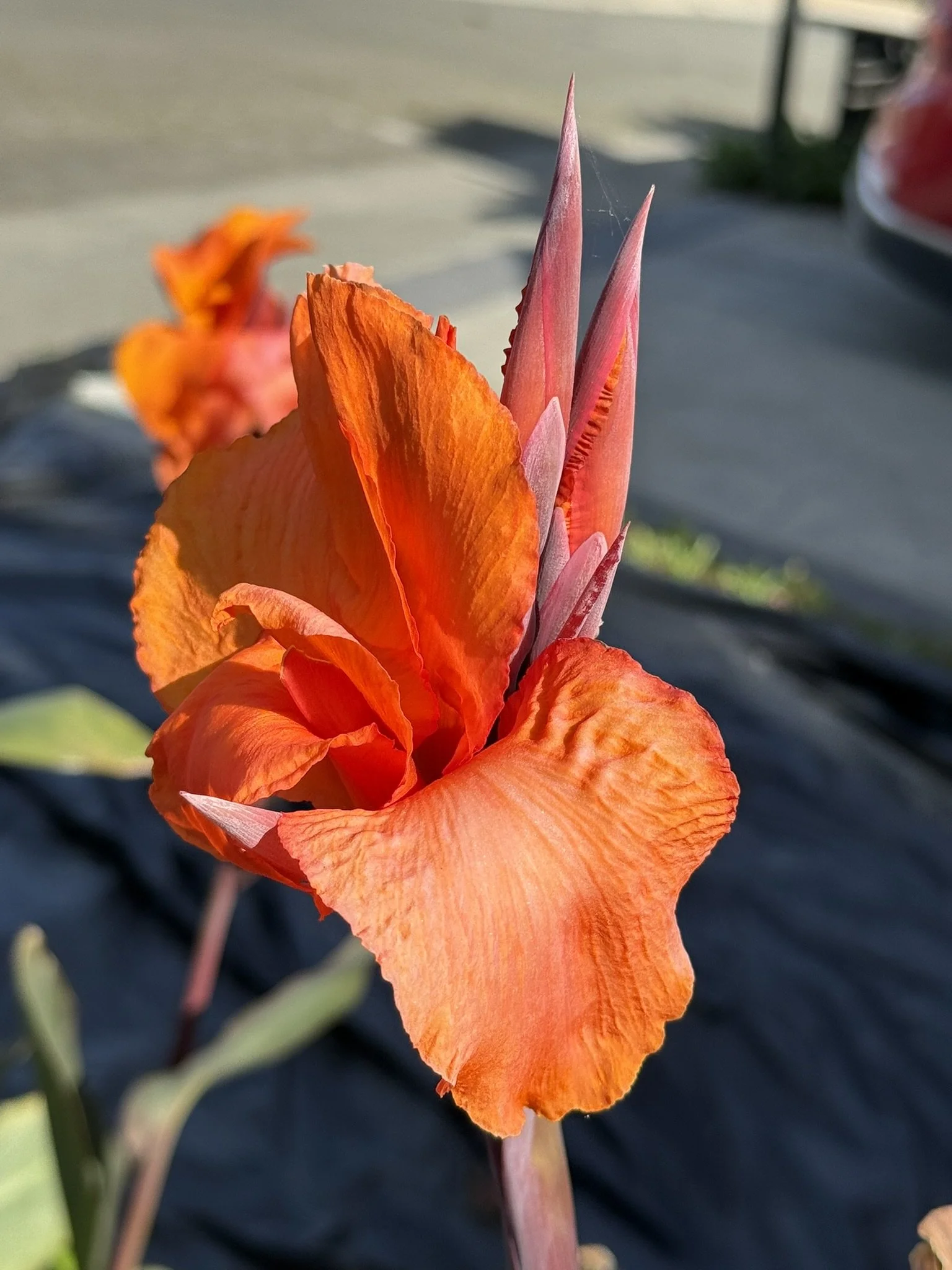 Orange floppy hat.JPEG
