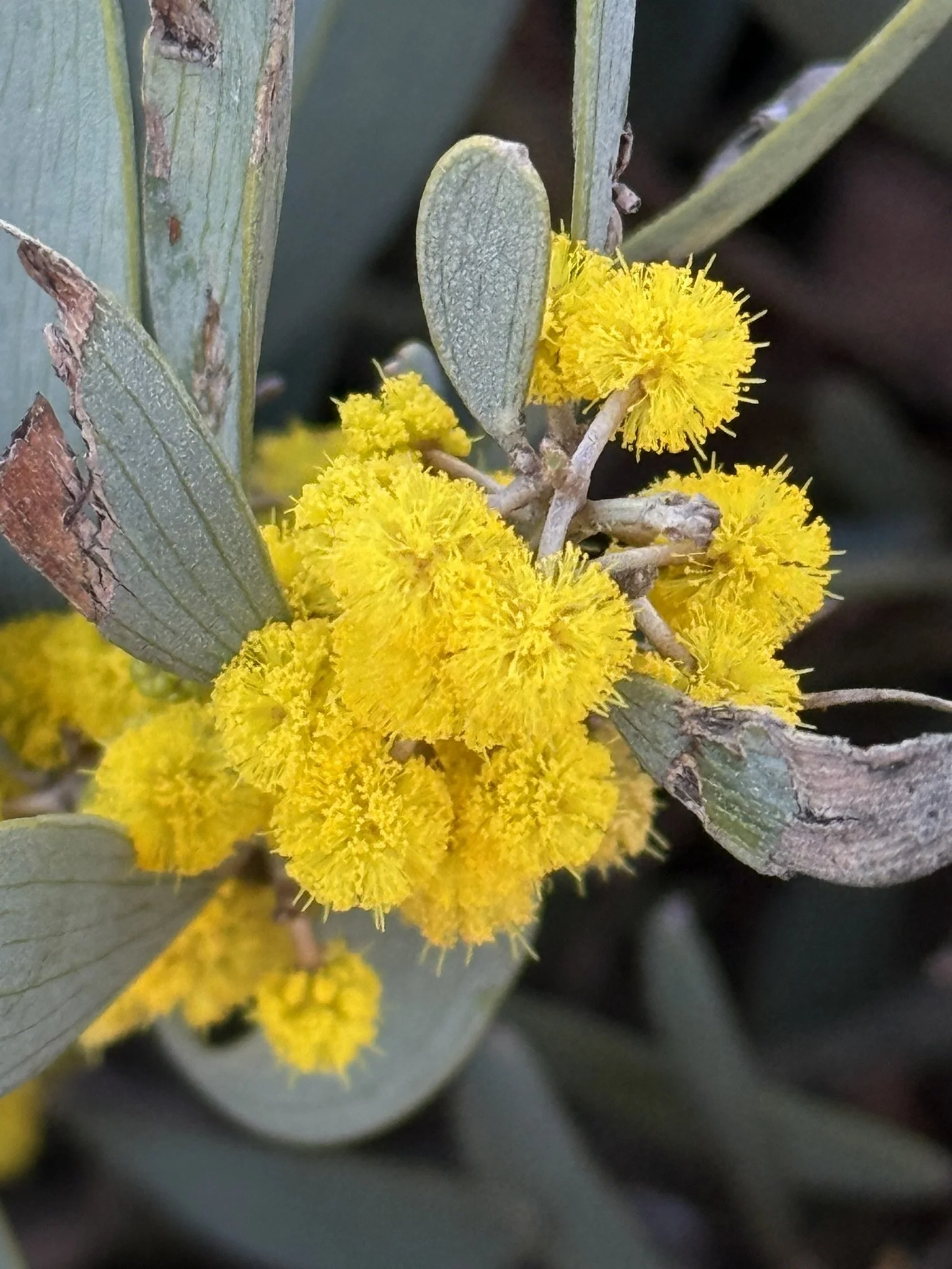 Yellow Horton Hears a Who.JPEG