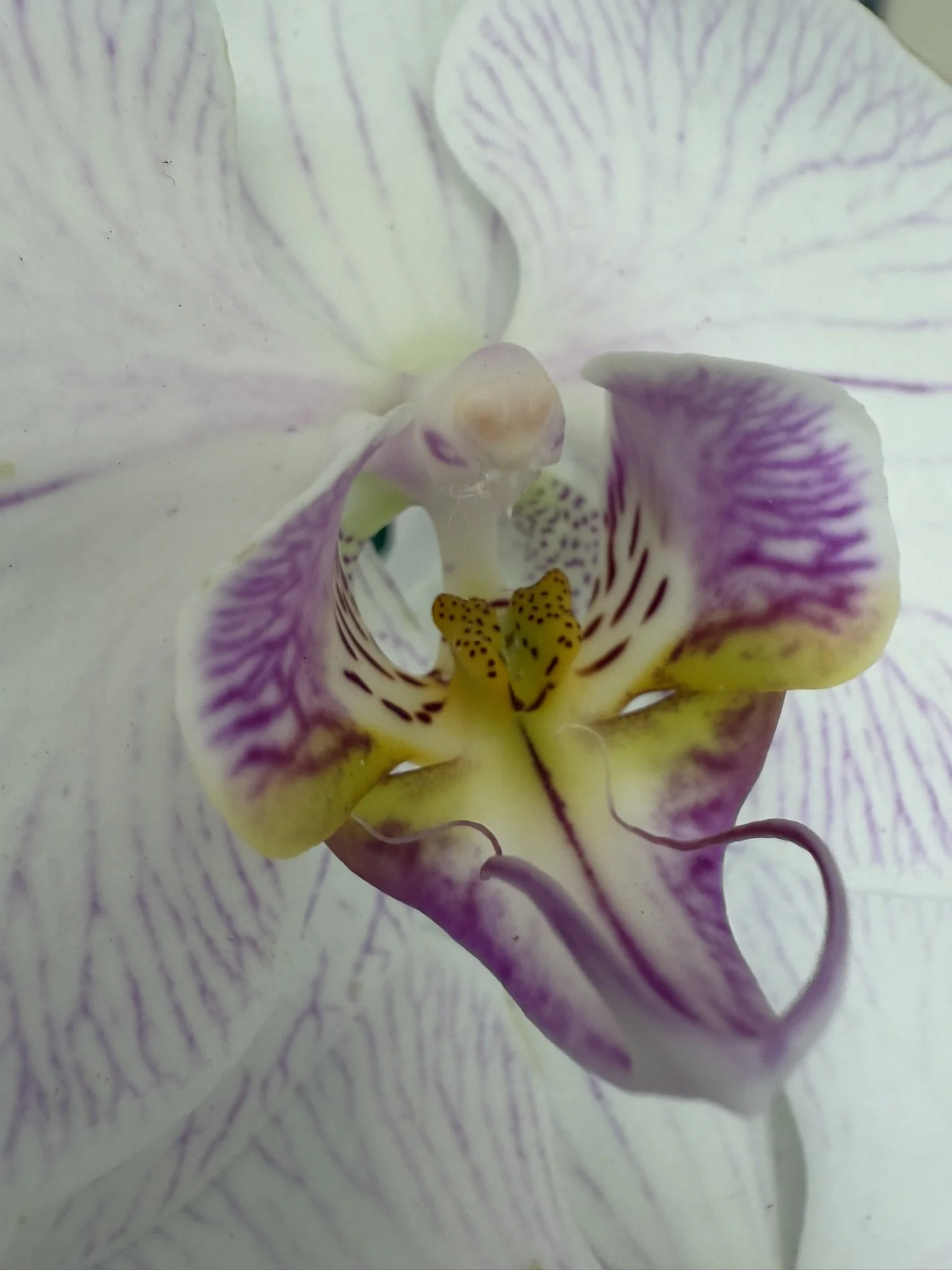 Orchid center white with pink.JPEG