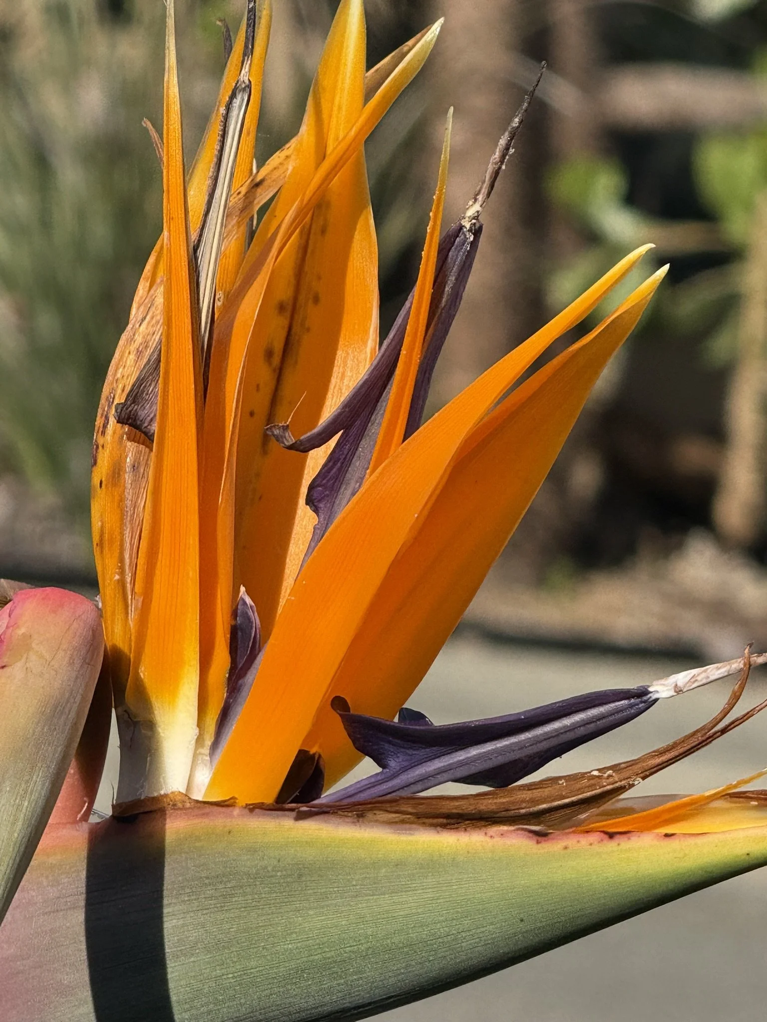 Orange bird of paradise.JPEG