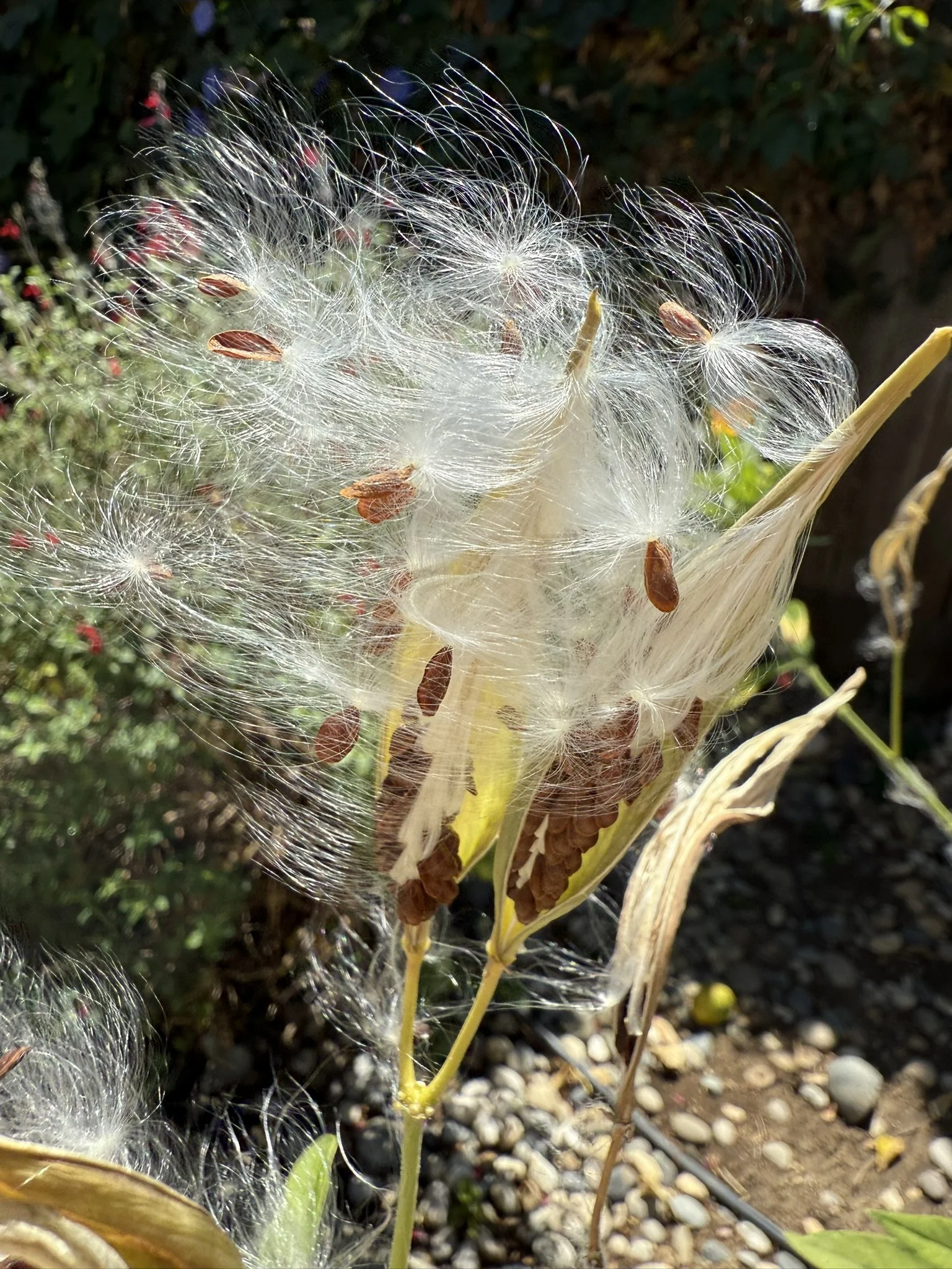 Wishy milkweed.JPEG