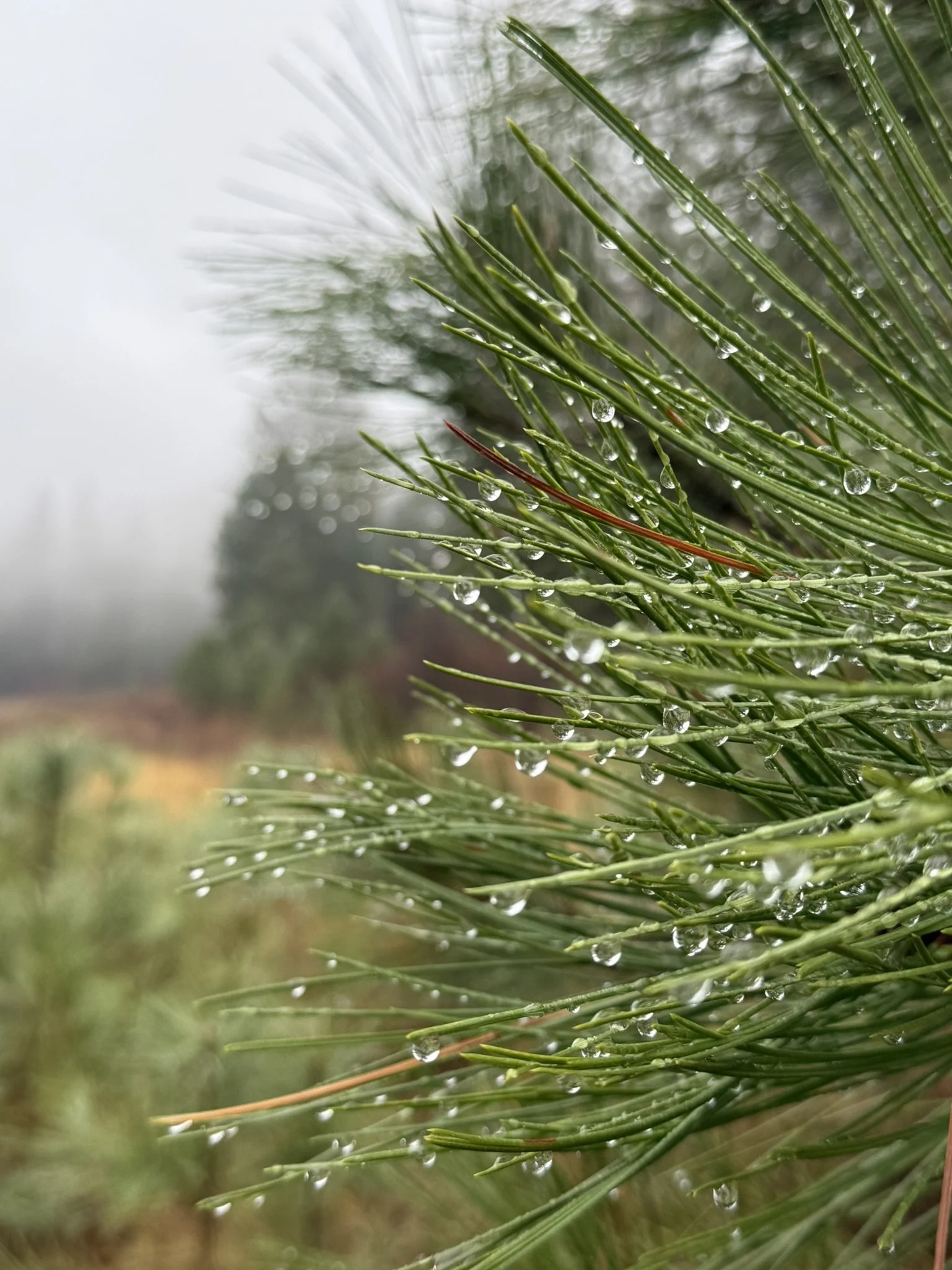 Evergreen needles with droplets.JPEG