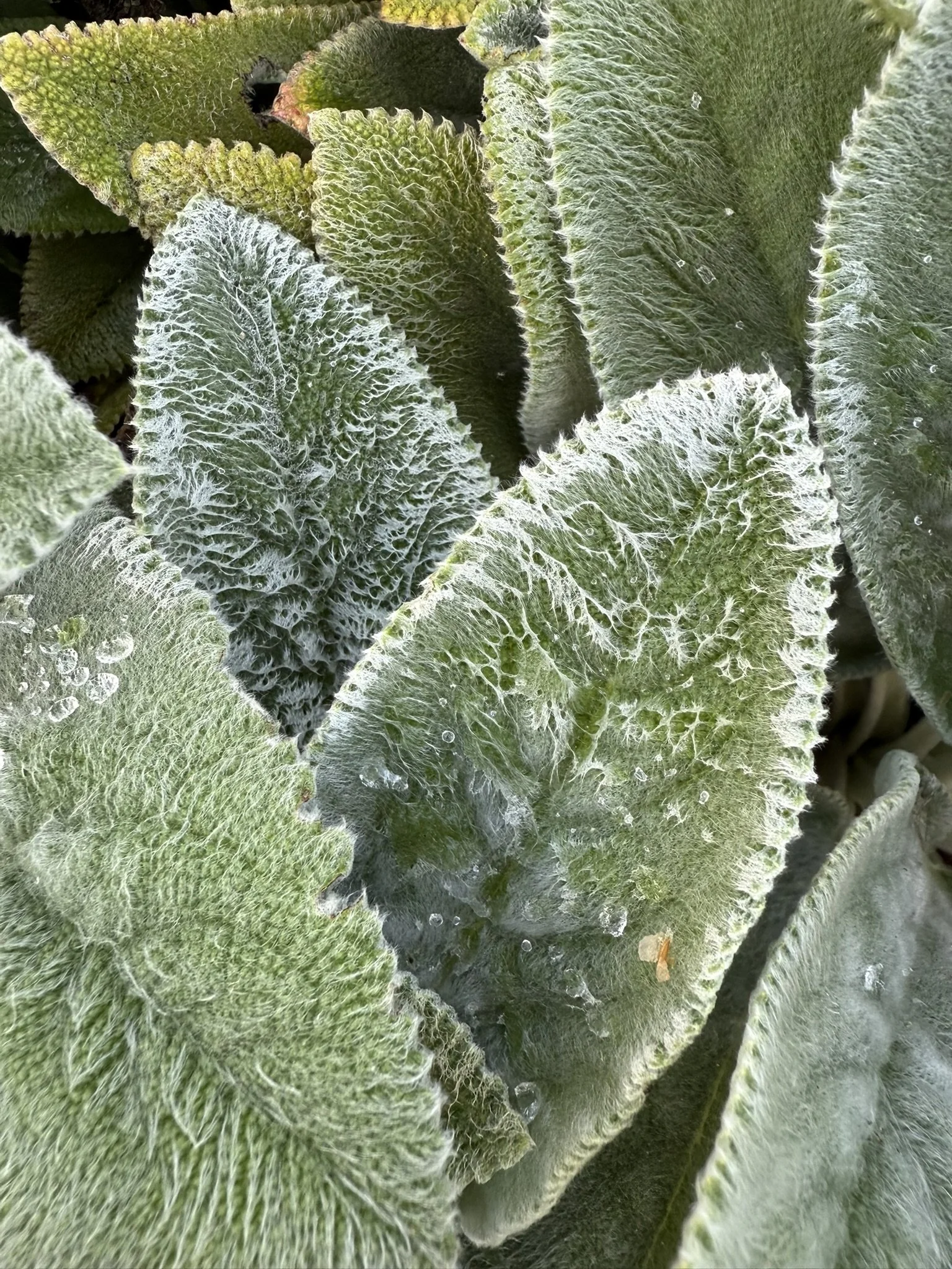 Green leaves with fur.JPEG