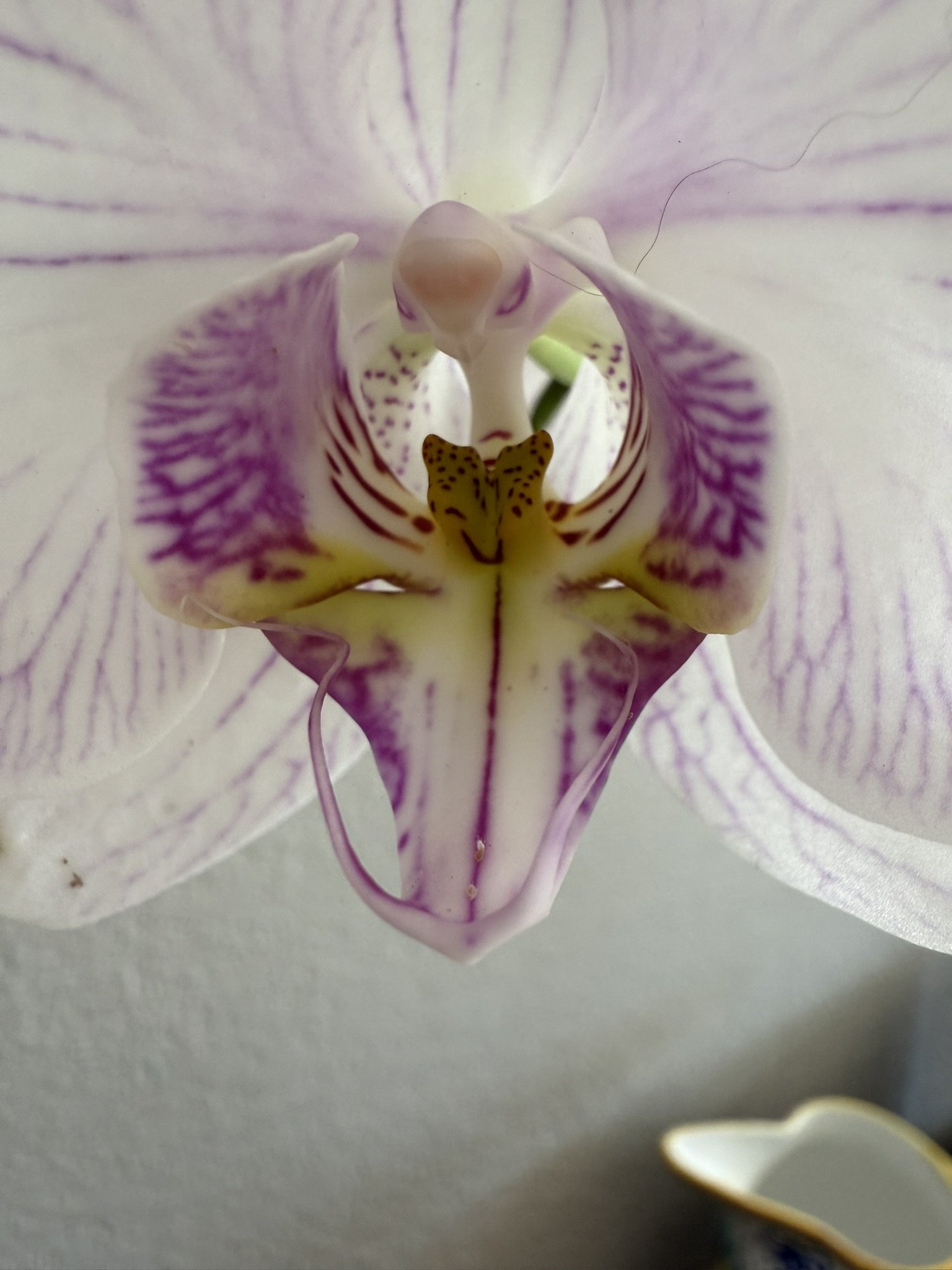 Orchid white with purple center.JPEG