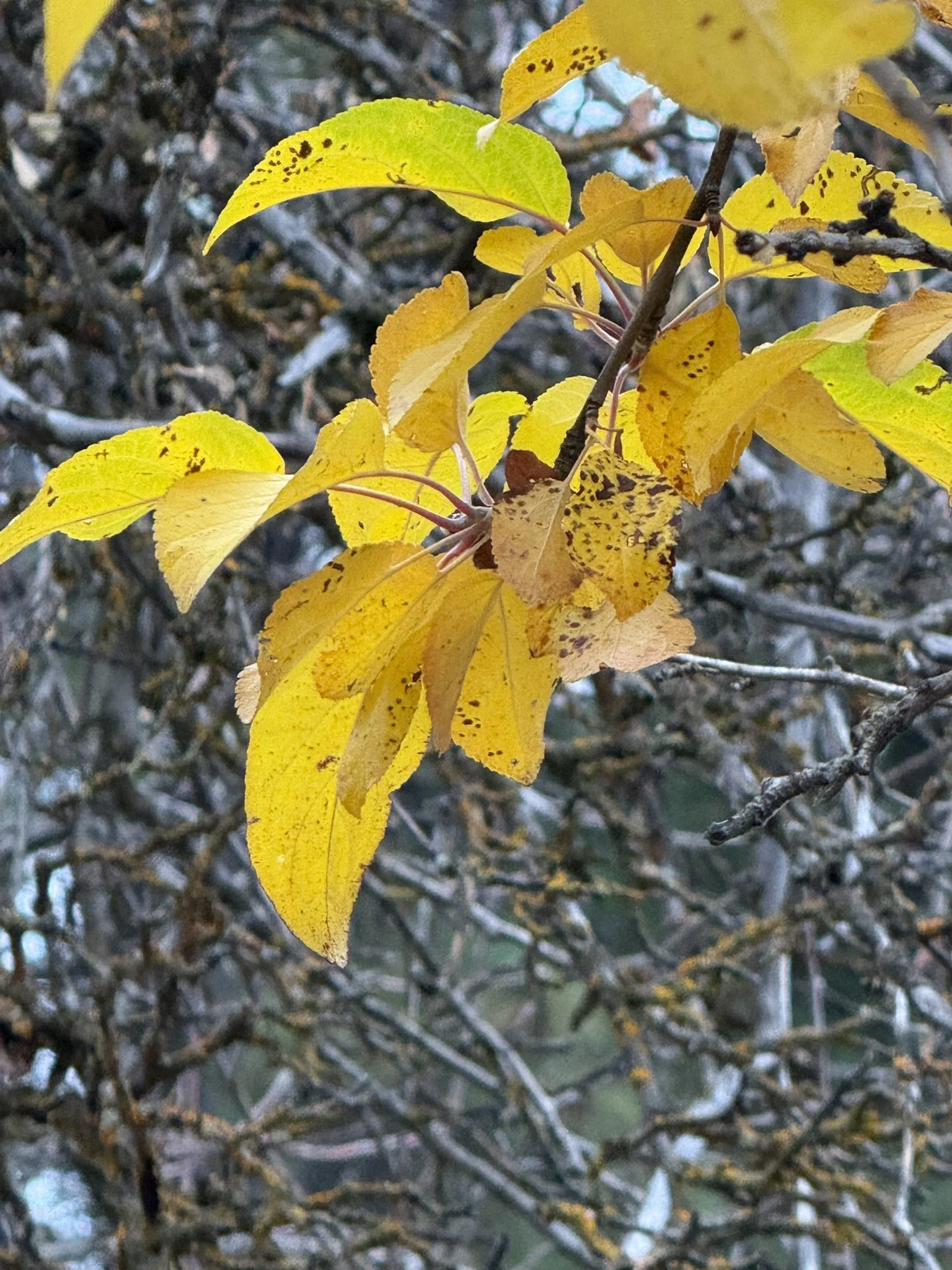 Fall colors yellow leaves.JPEG
