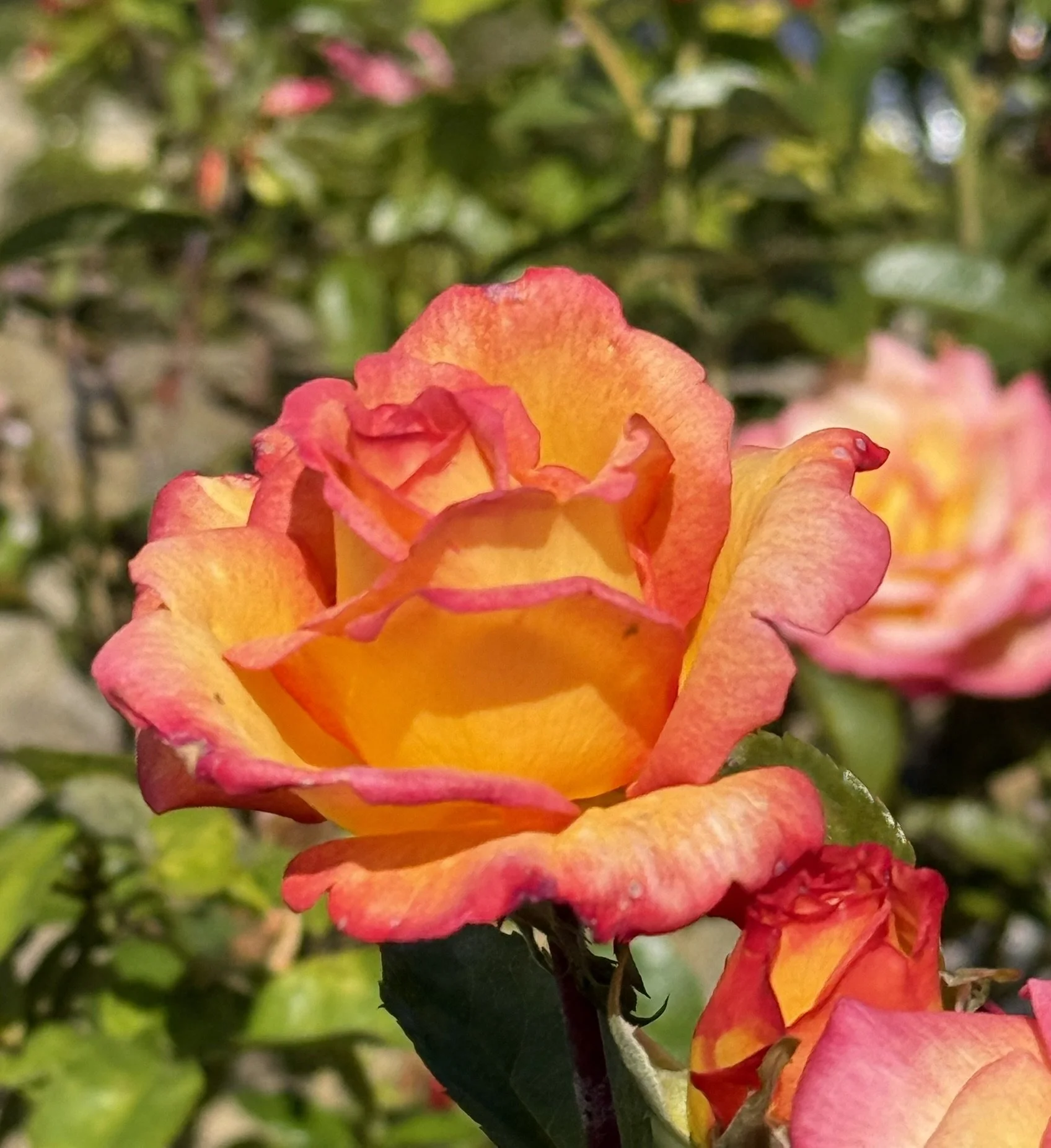 Orange and yellow rose 2.JPEG