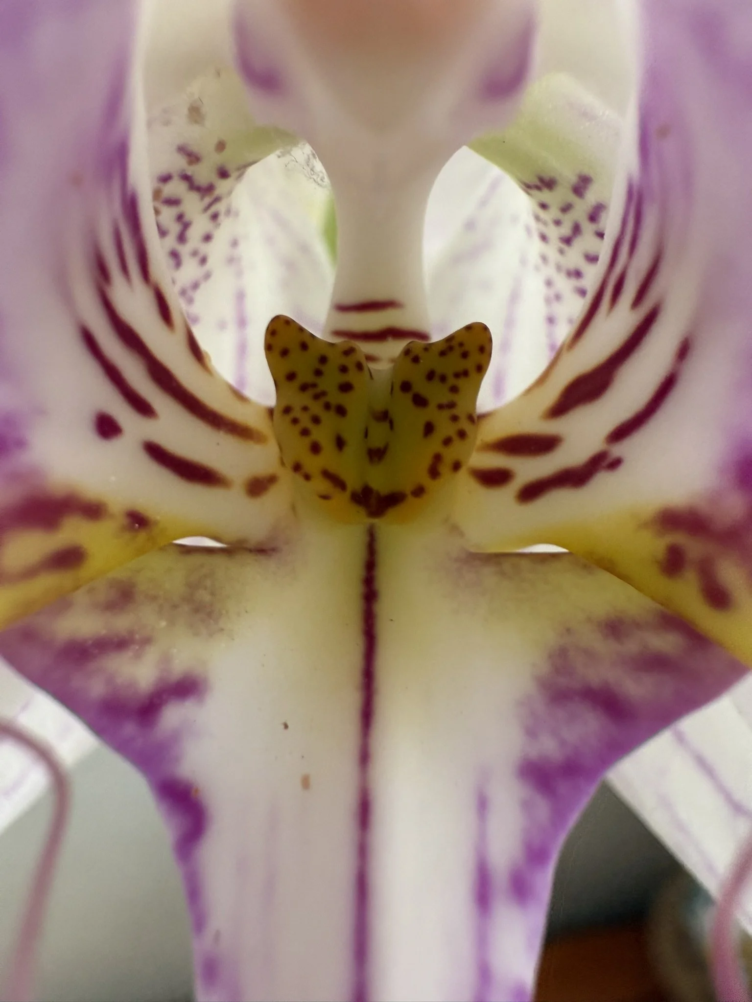 Orchid white with pink.JPEG