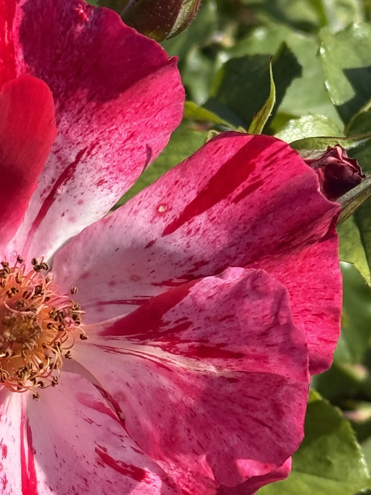 Red and white zoomed in.JPEG