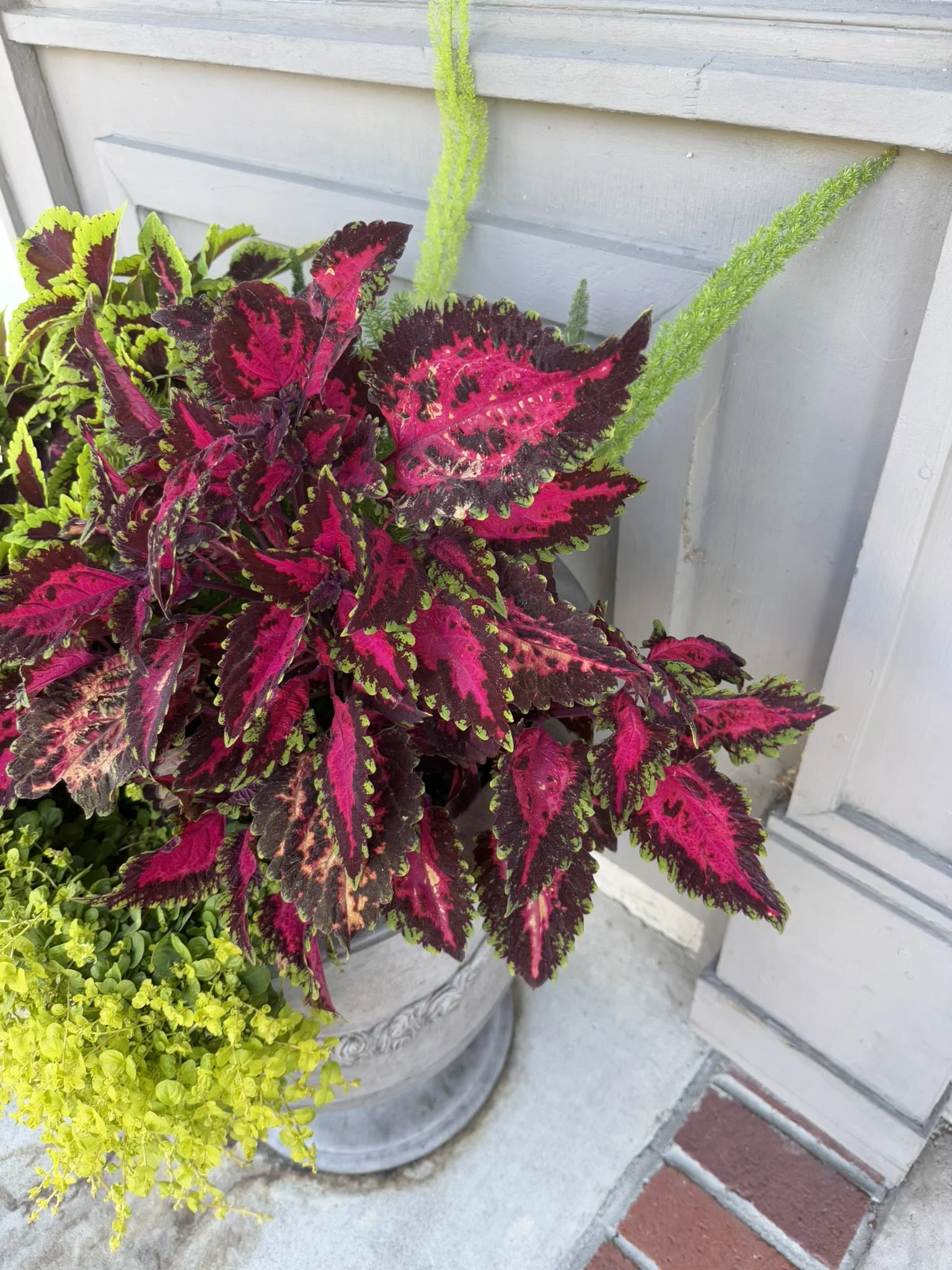 Begonia leaves maroon outside pink center.JPEG