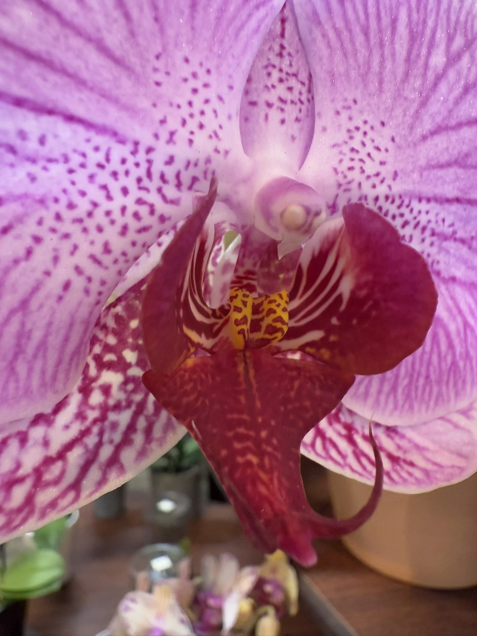 Orchid purple with yellow center.JPEG