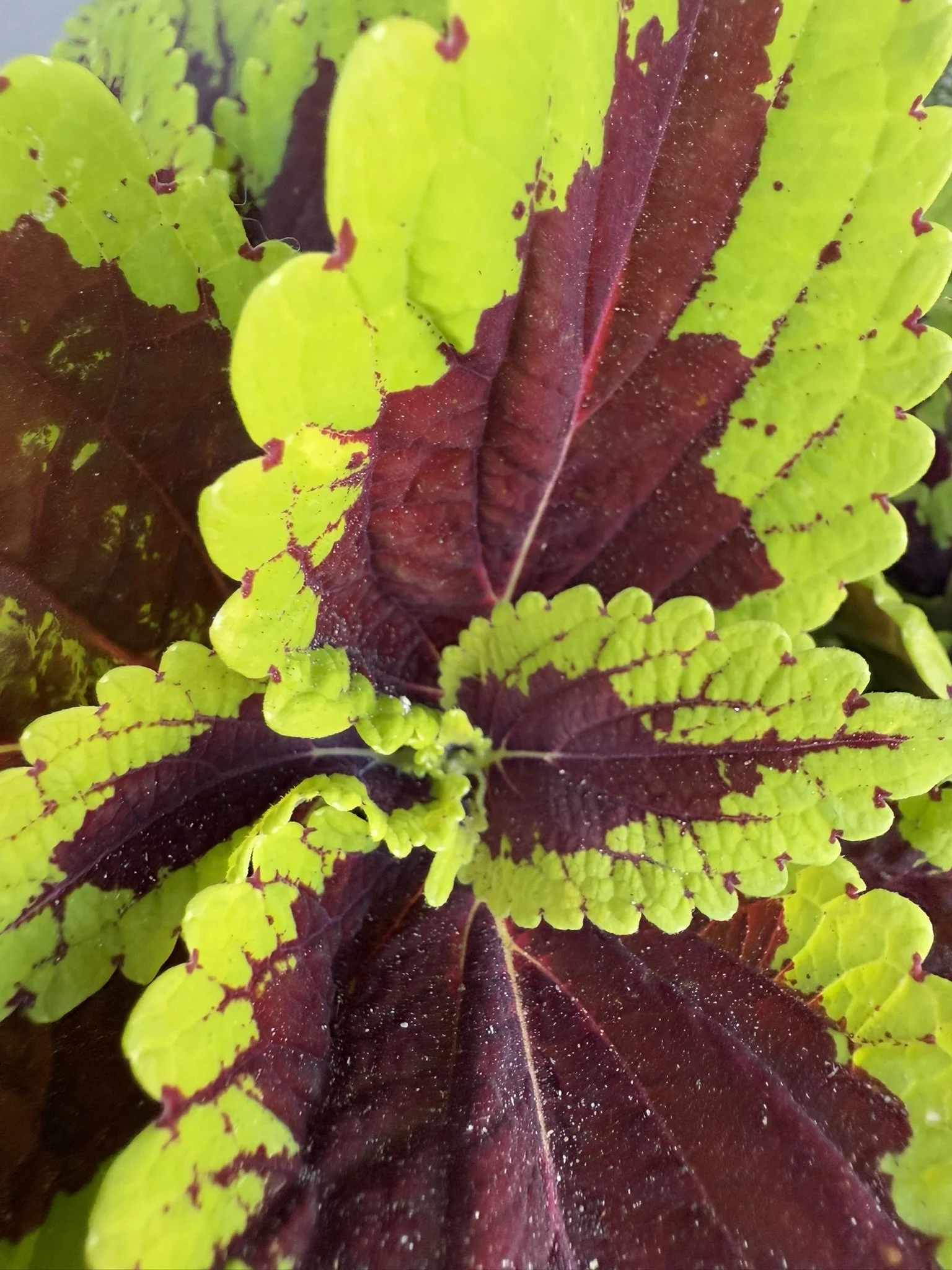 Begonia leaves green outside maroon center.JPEG