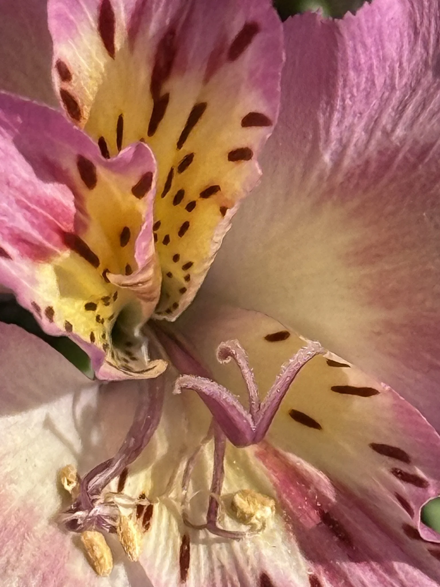 Orchid yellow and pink.JPEG