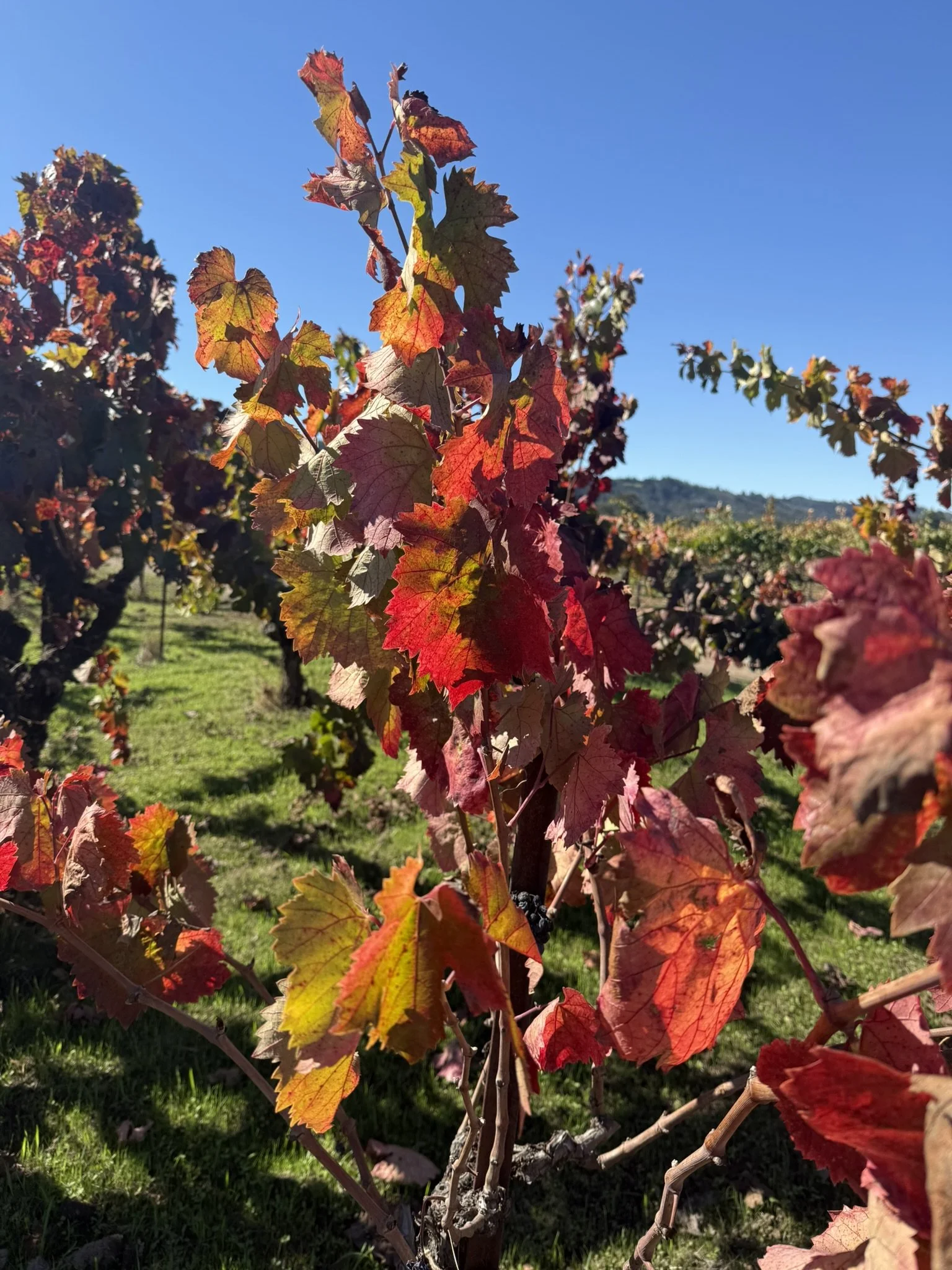 Fall colors vineyard.JPEG