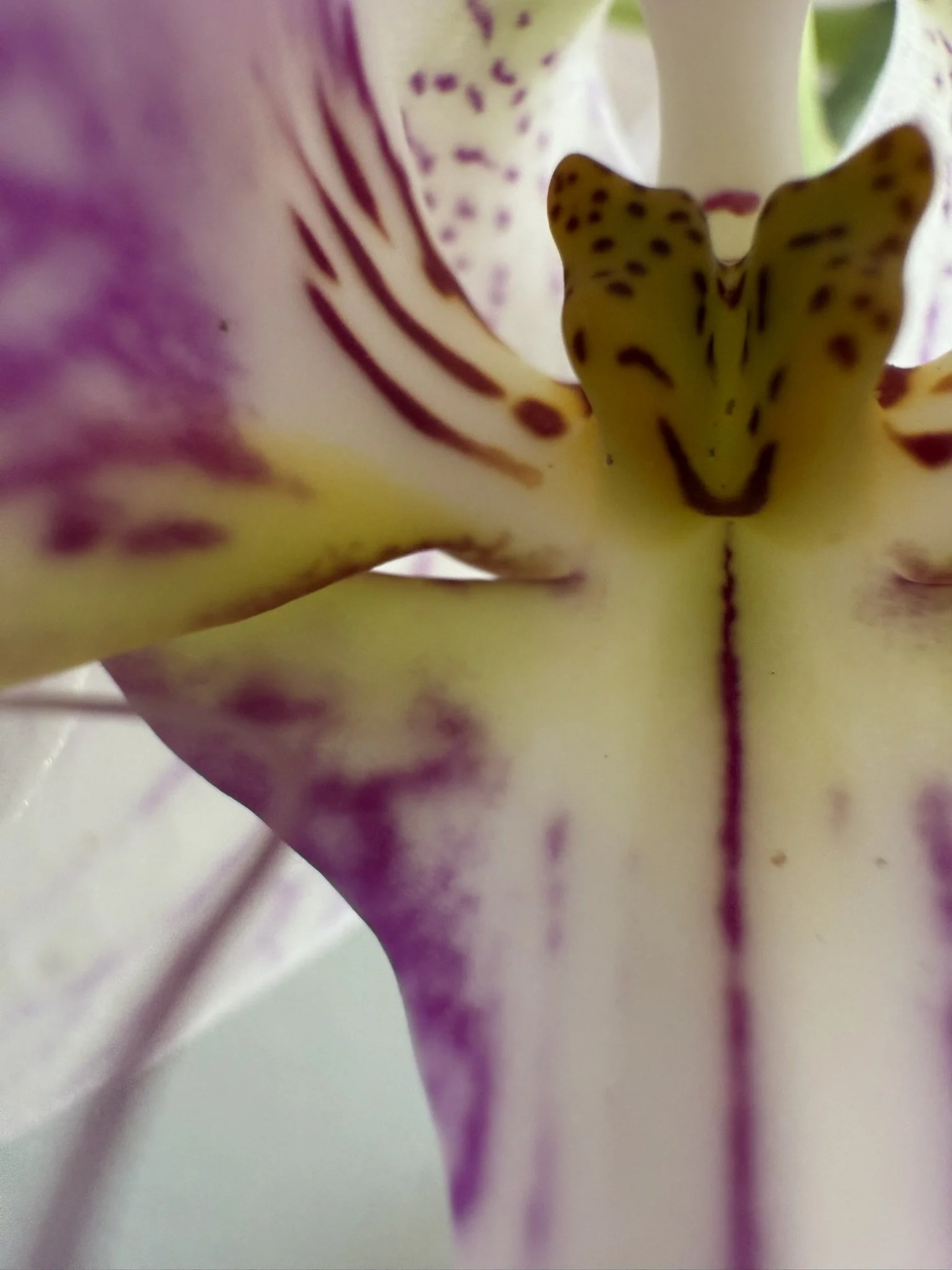 Orchid zoomed in.JPEG