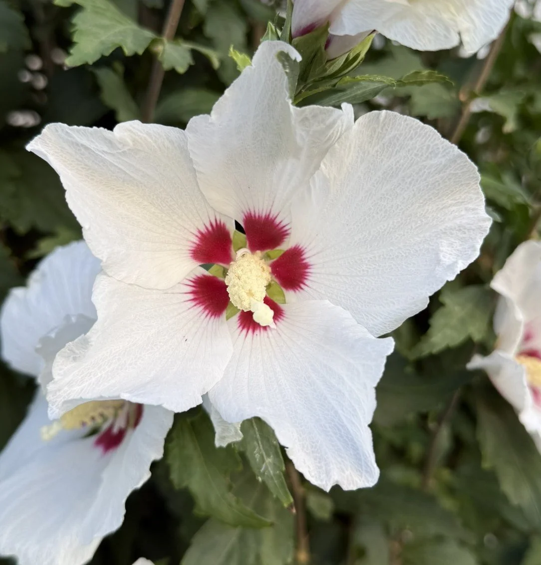 White flower with red centers.JPEG