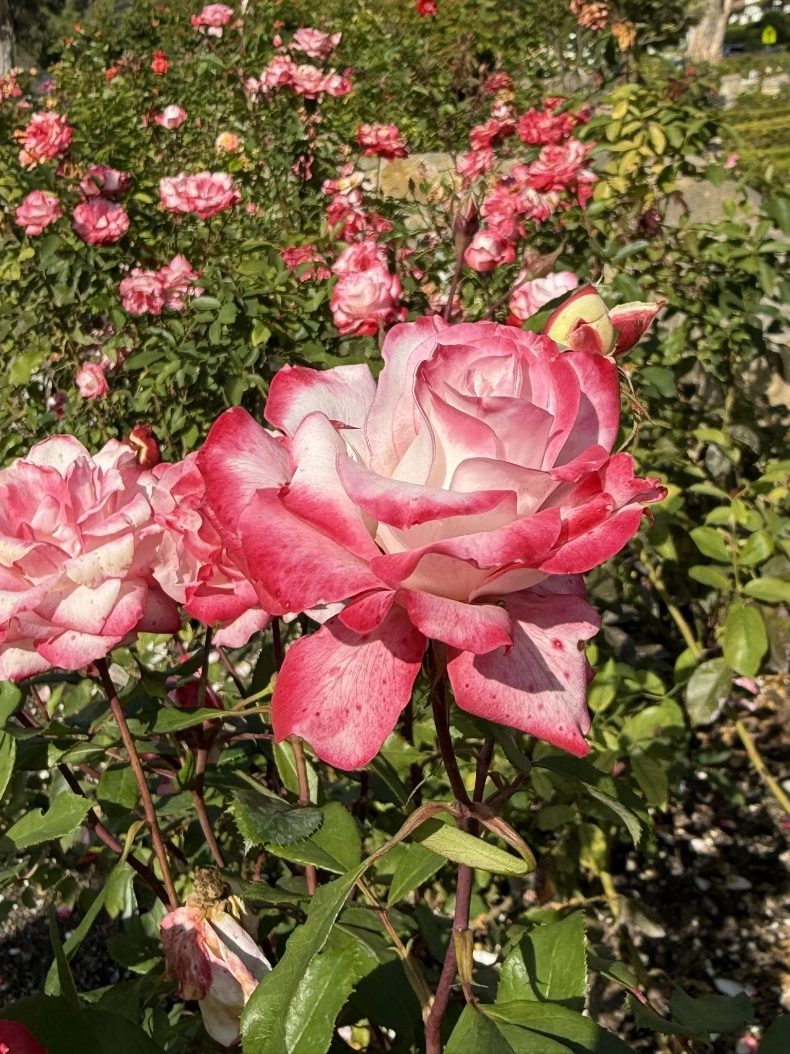 White and pink roses.JPEG