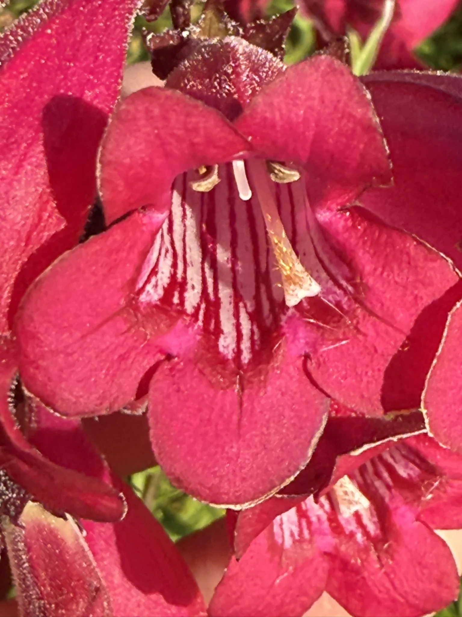 Red with candy cane stripes.JPEG