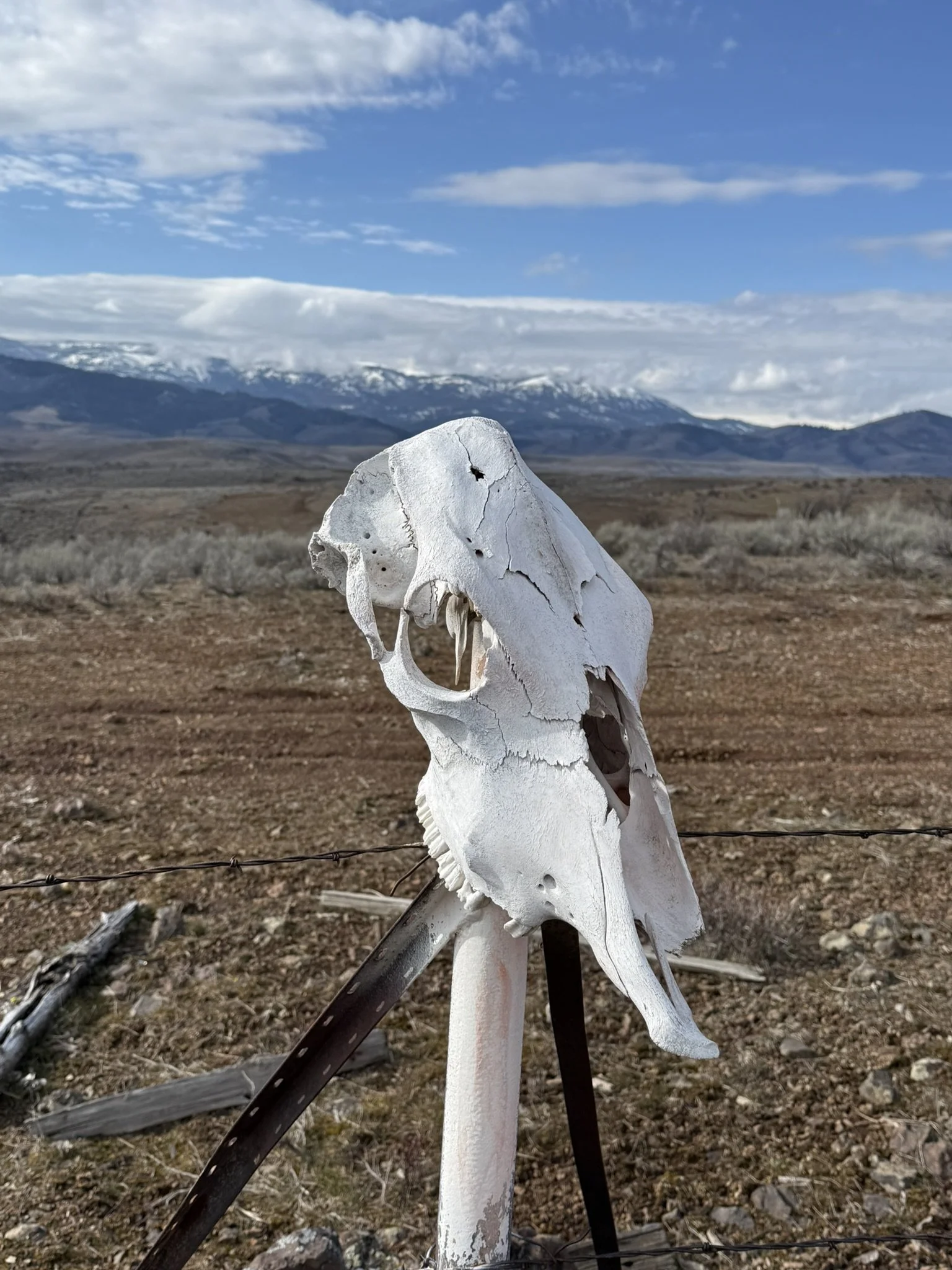 Skull with barren foreground snowcapped mtns background.JPEG
