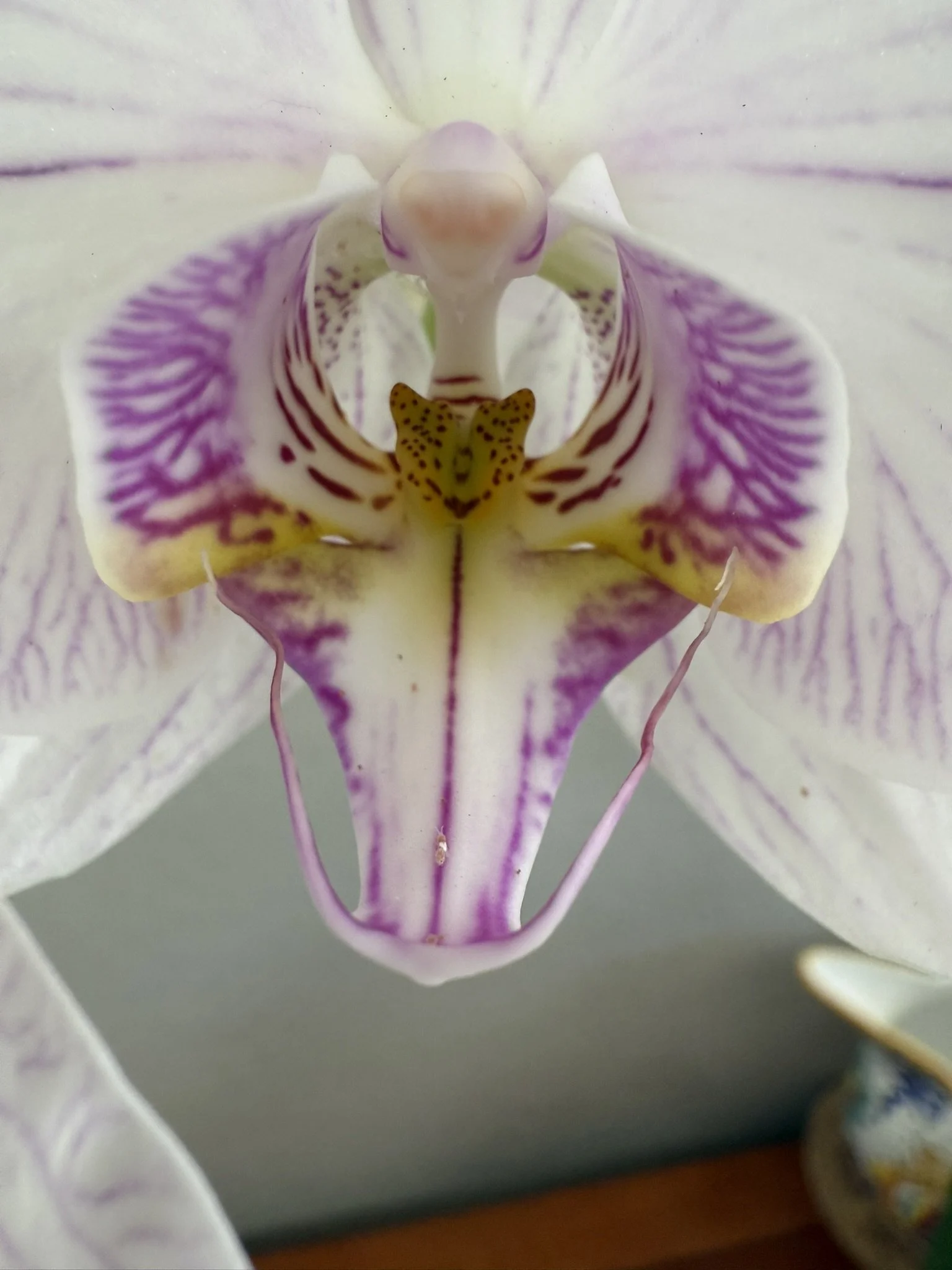 Orchid white with yellow purple center.JPEG