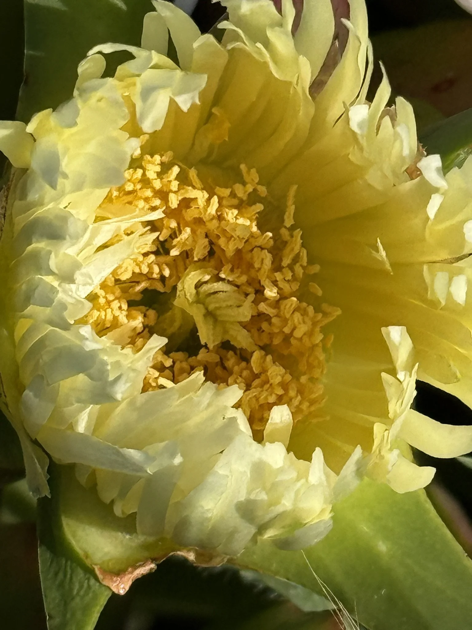 Yellow sea kelp lookalike.JPEG