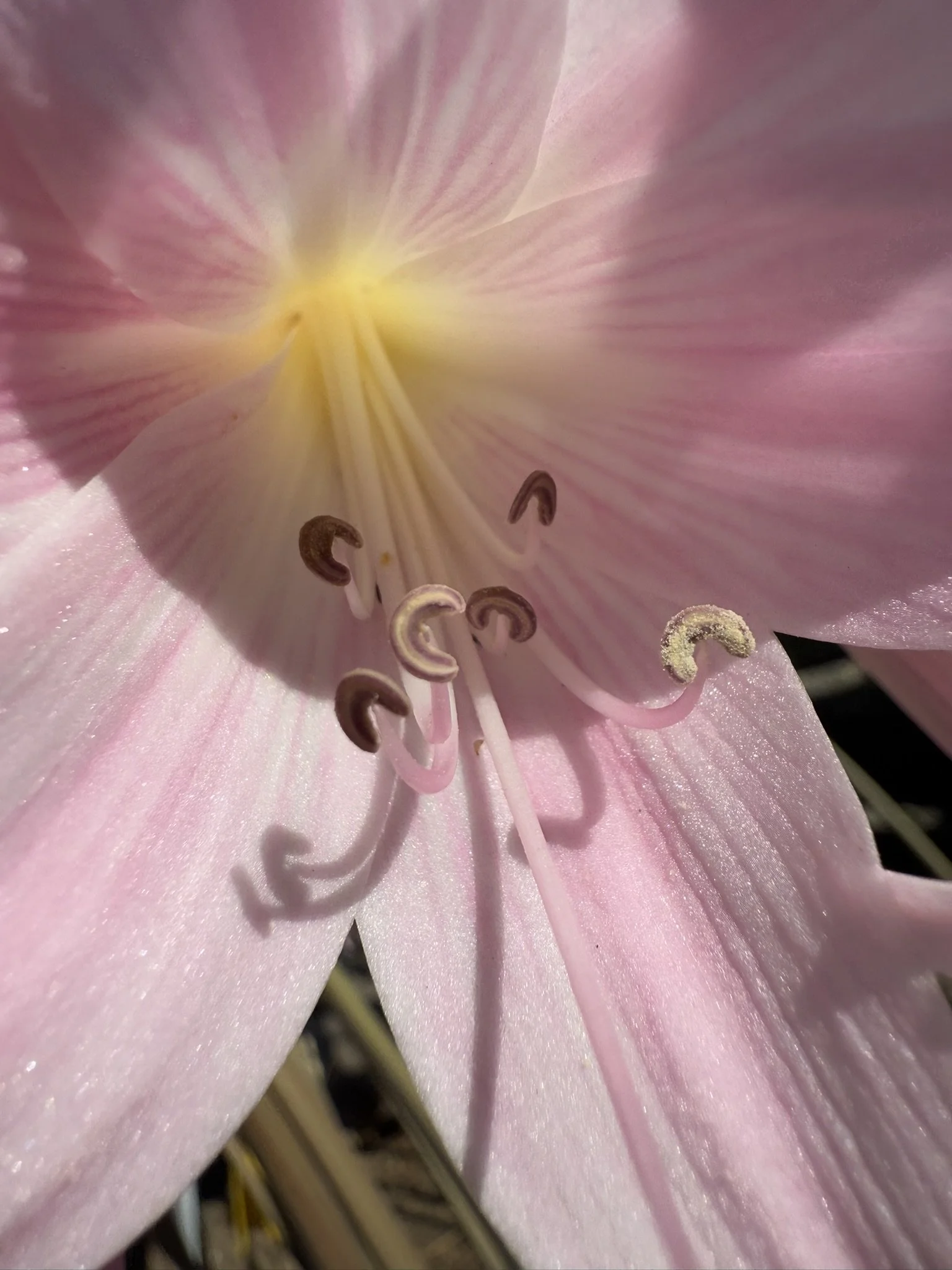 Pink center with yellow starburst and stamens.JPEG