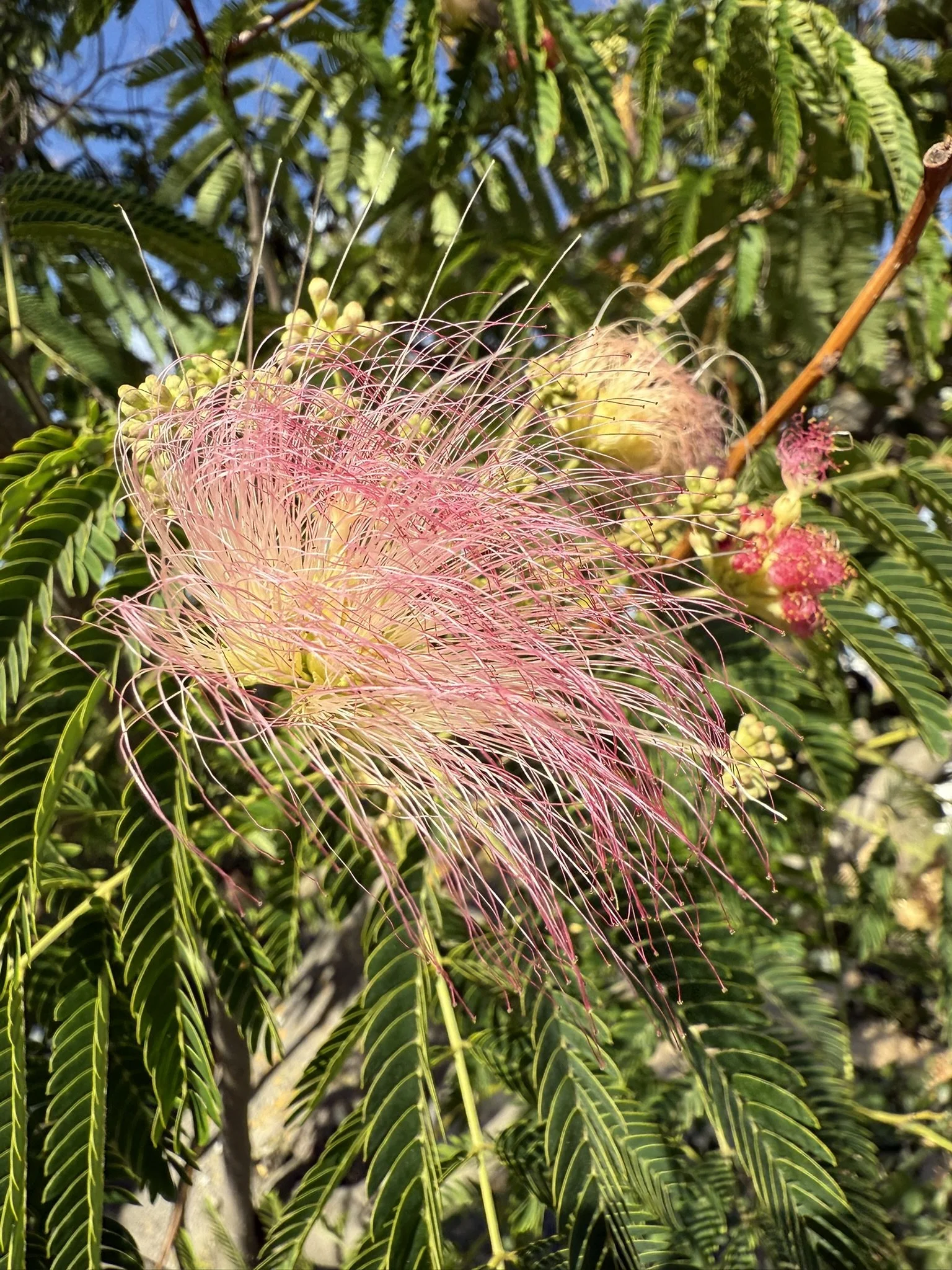 Whispy pink and yellow.JPEG