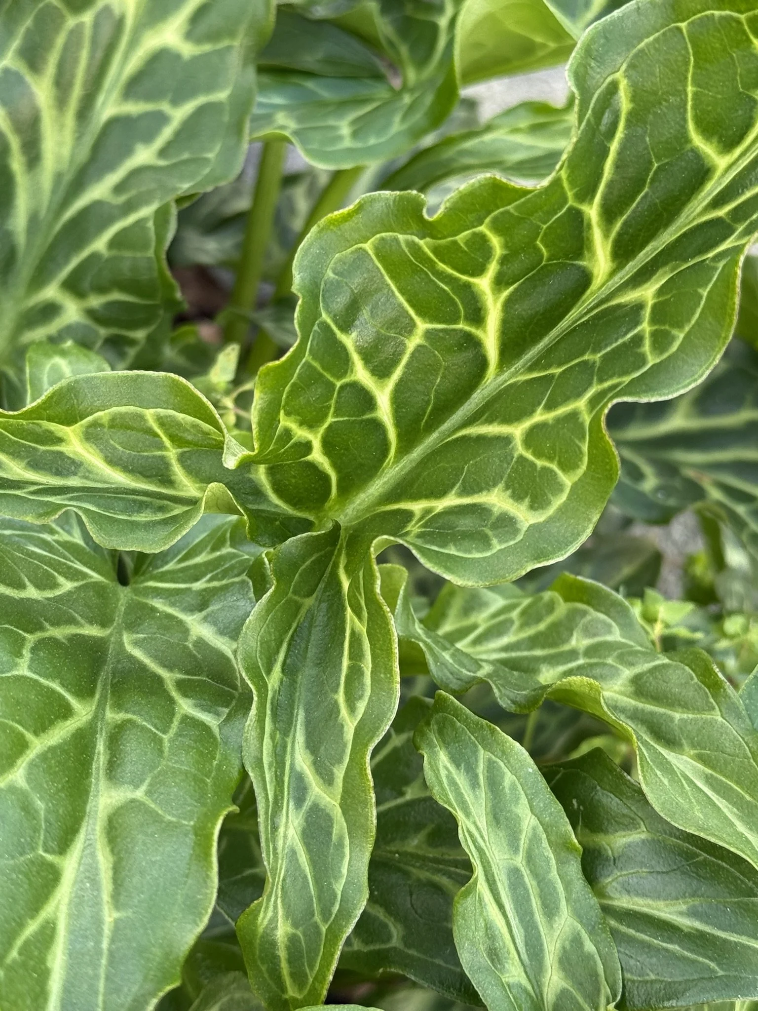 Green leaves with yellow veins.JPEG