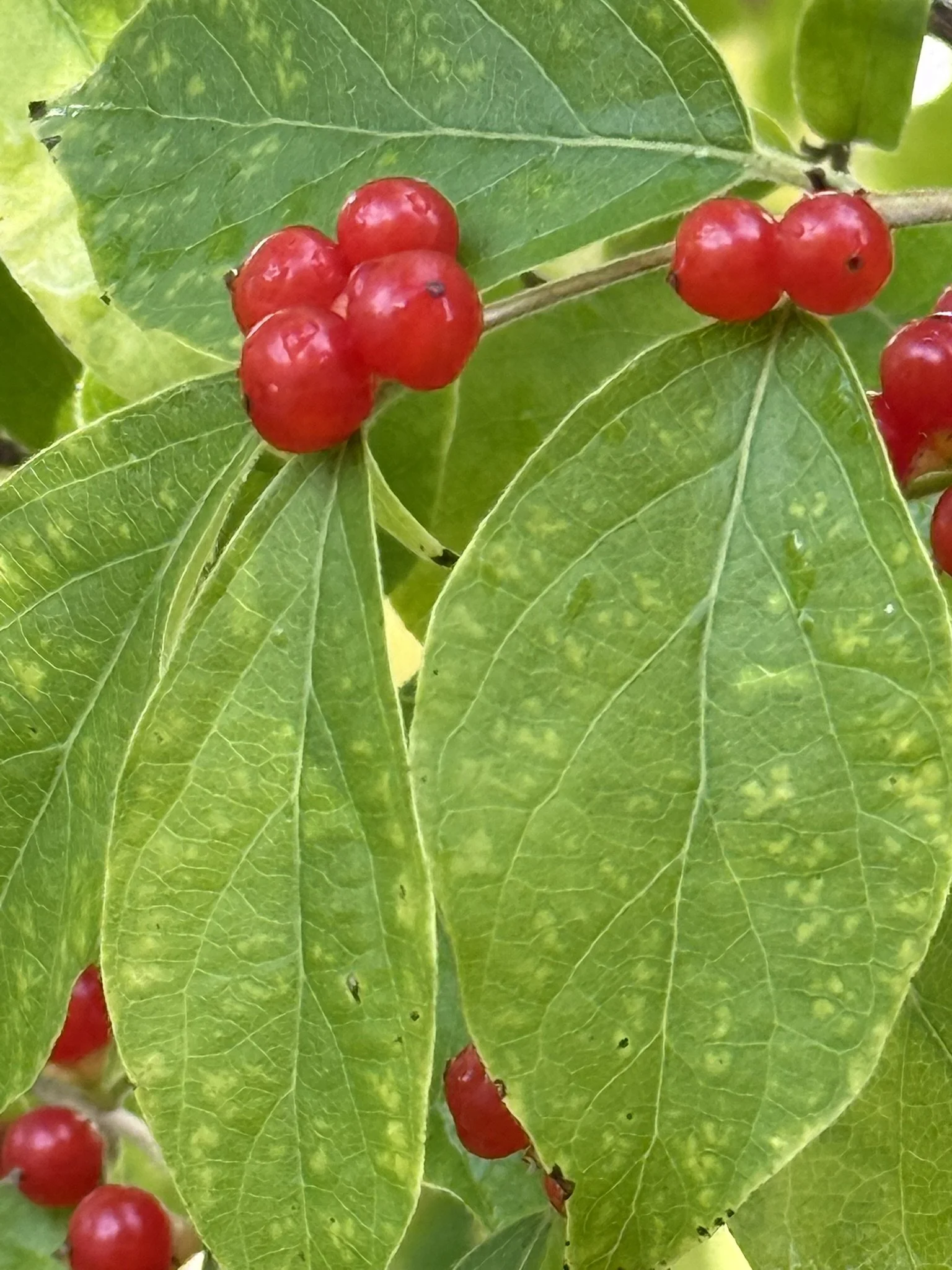 Red berries (2).JPEG