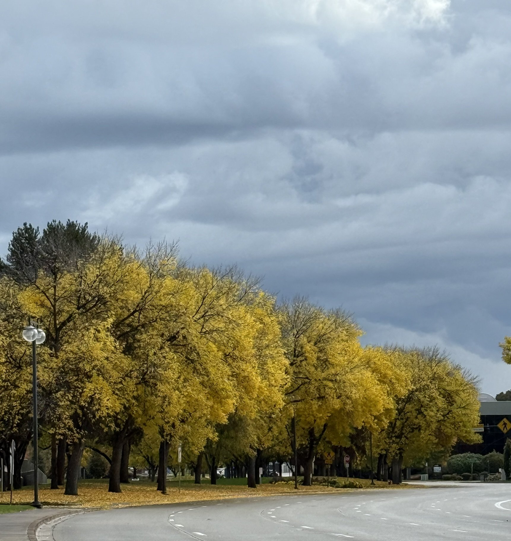 Fall colors yellow trees against clouds.JPEG