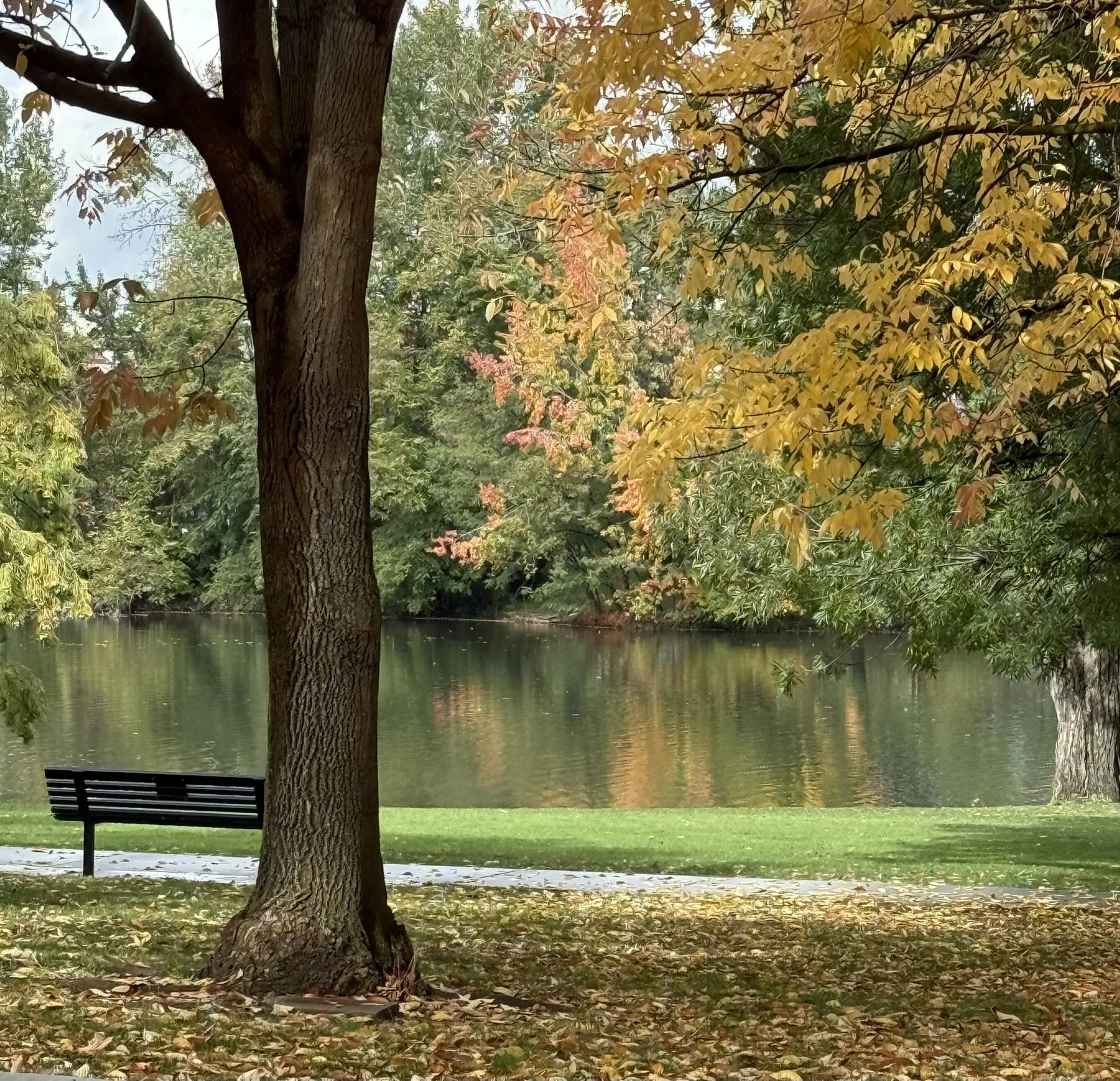 Boise tree in fall by river.JPEG
