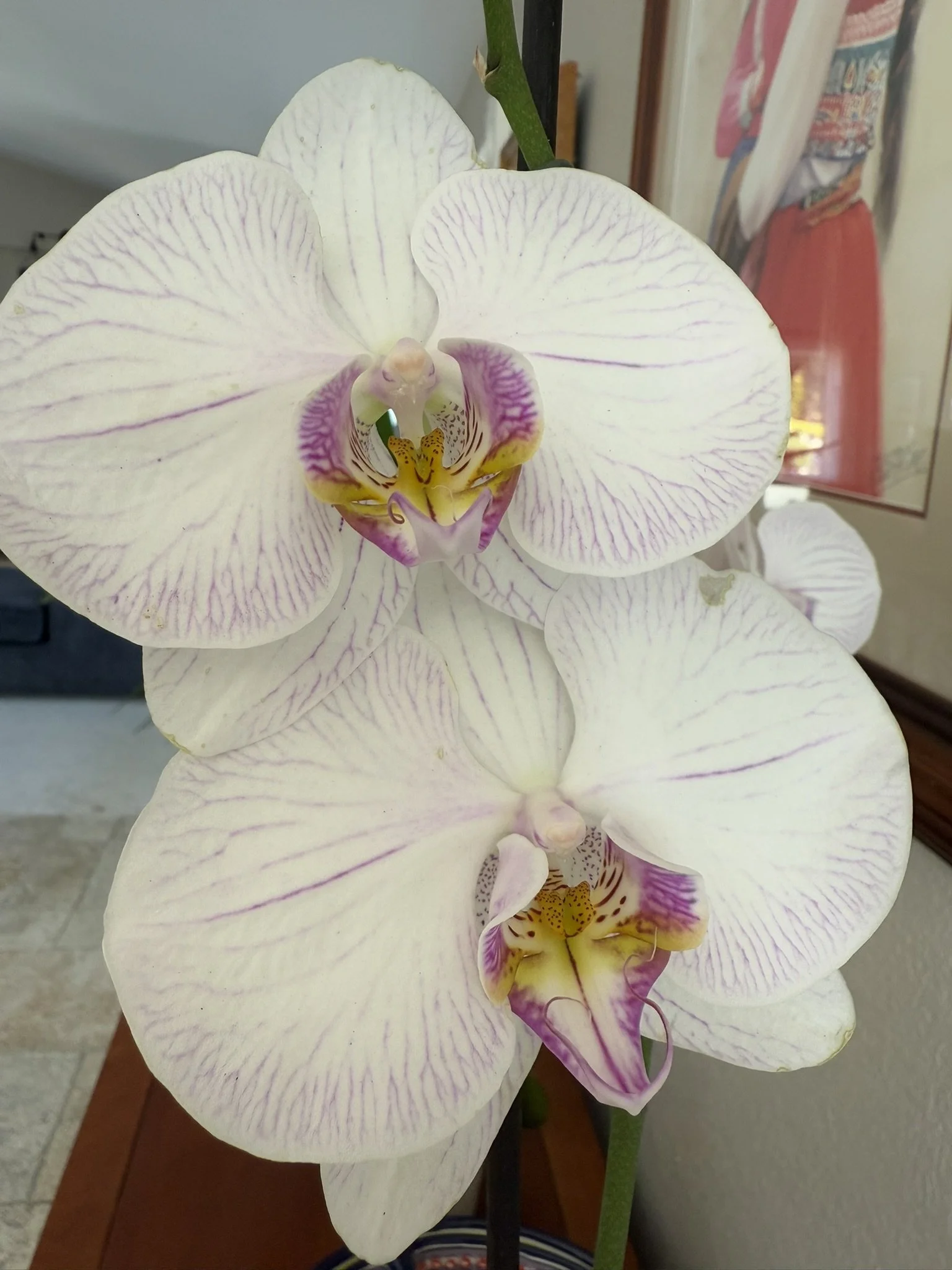 Orchids two white with pink.JPEG