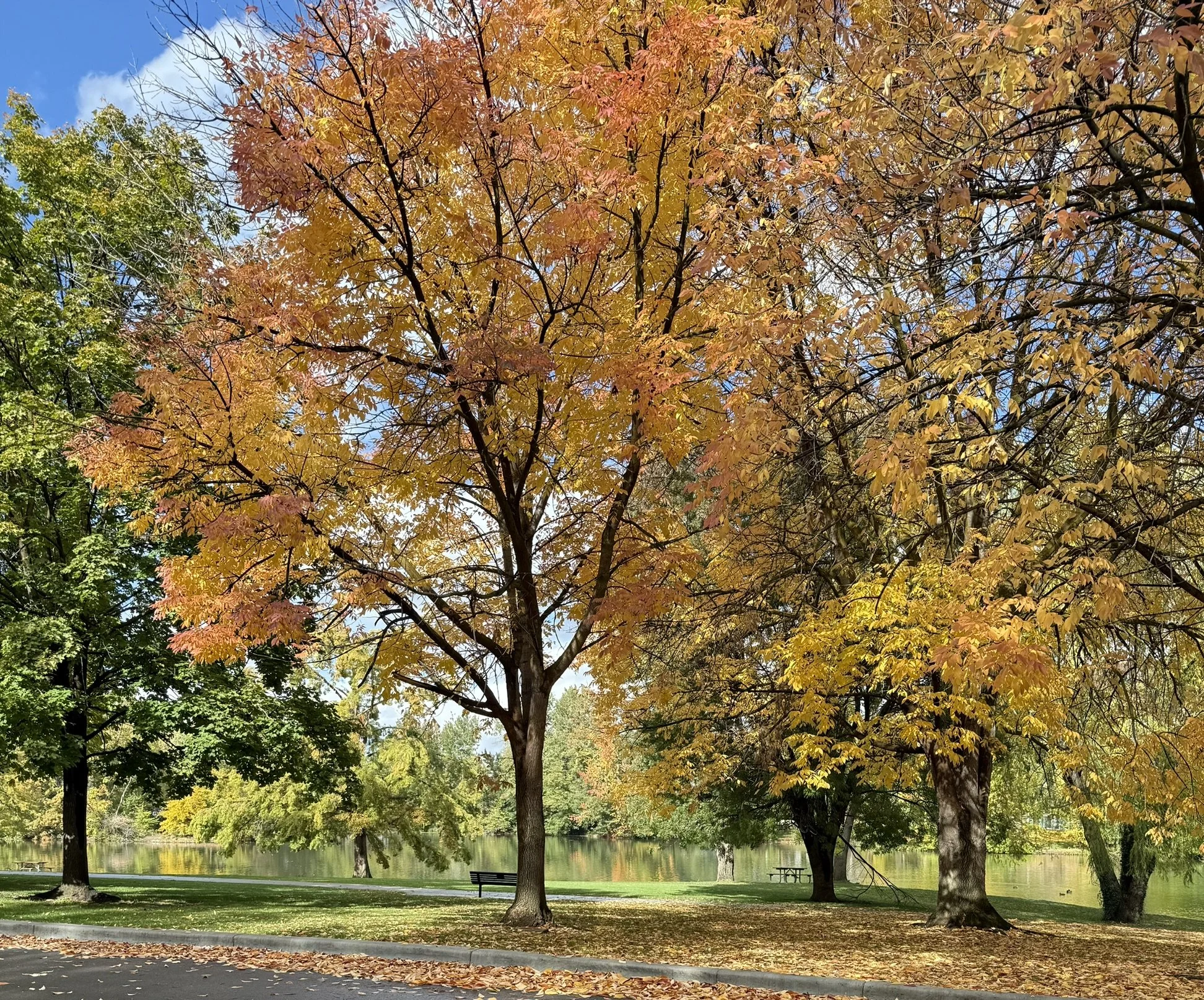 Fall colors trees by river.JPEG