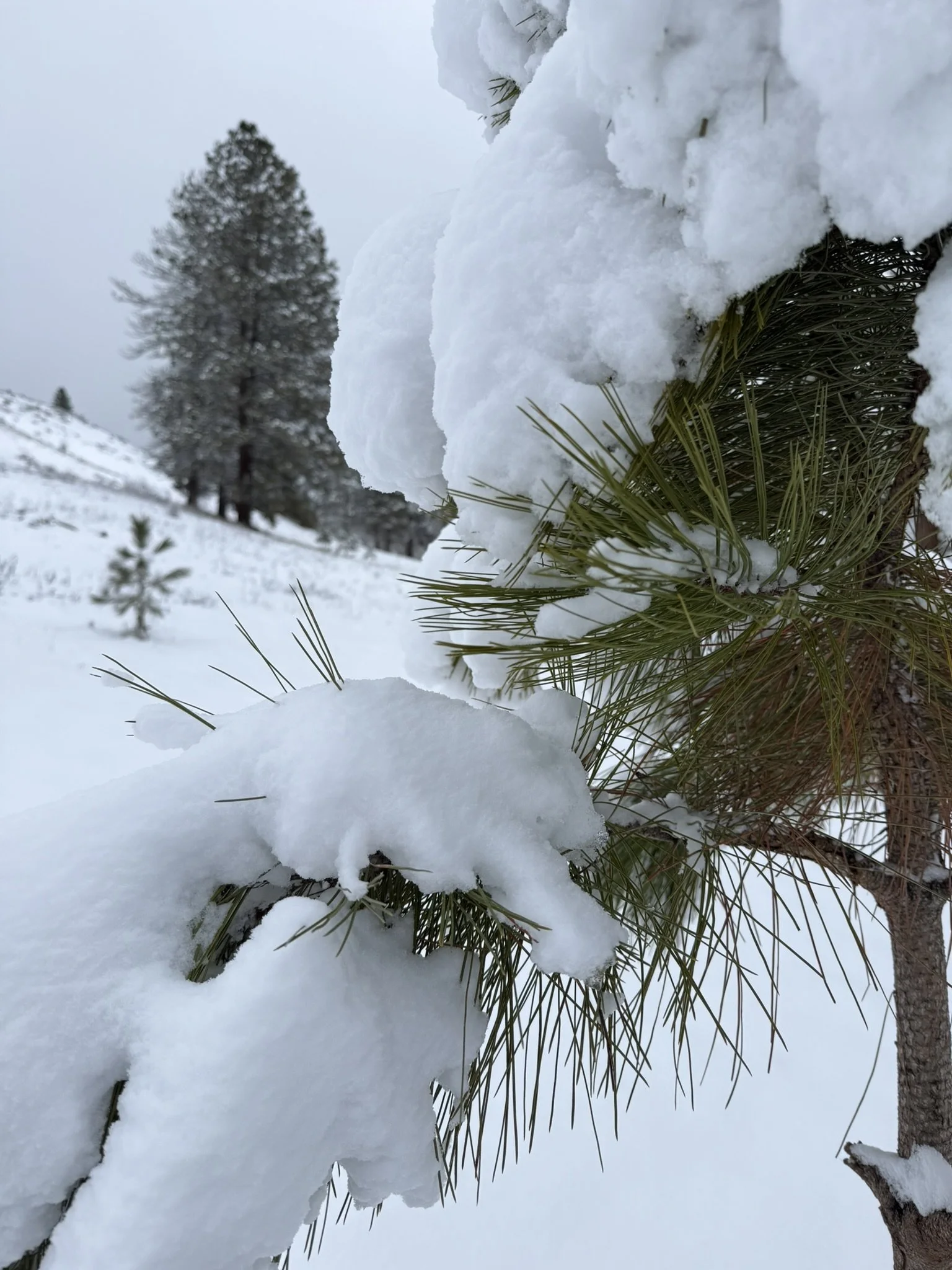 Snow on evergreen.JPEG